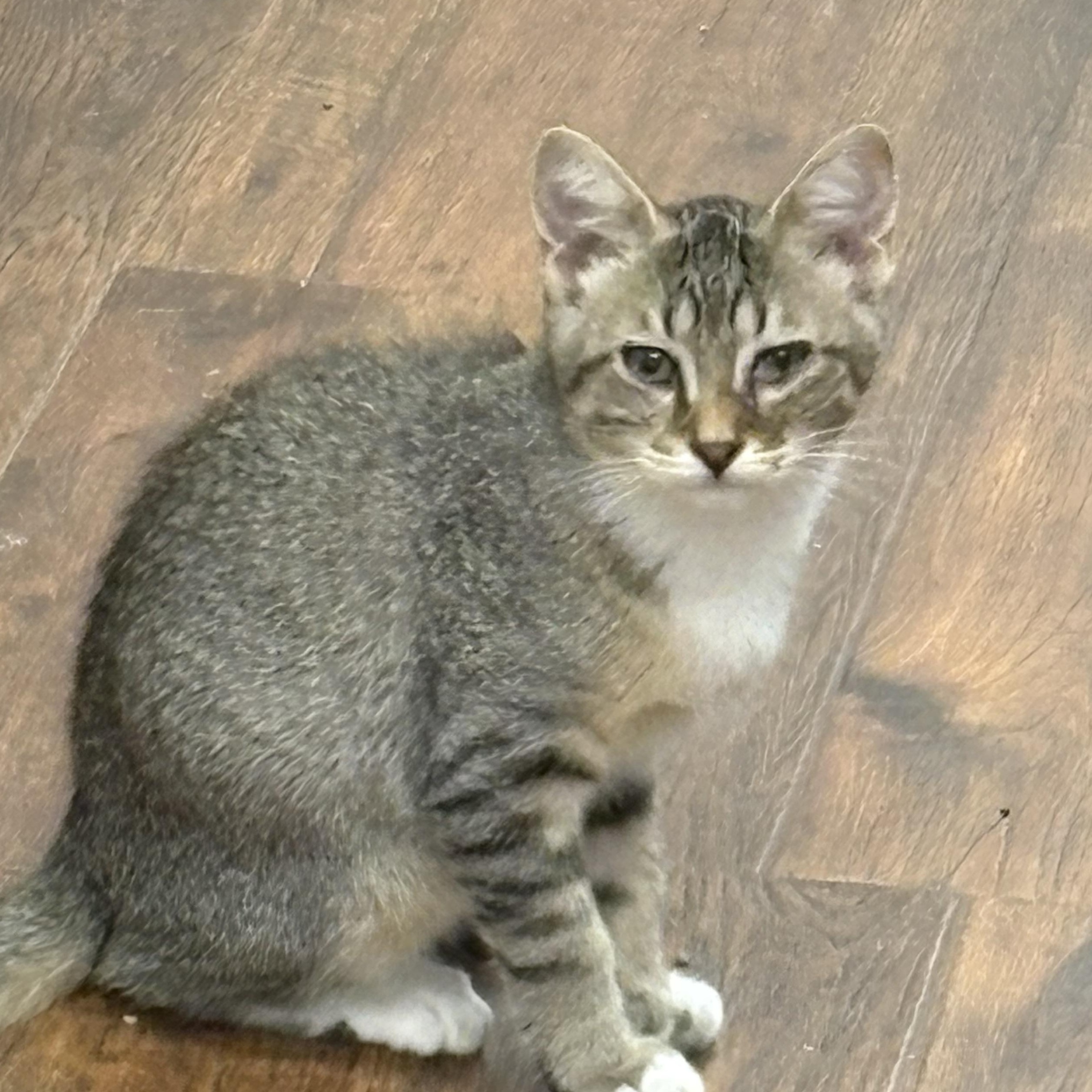 Dickens, Adoptable, Young Male Domestic Short Hair.