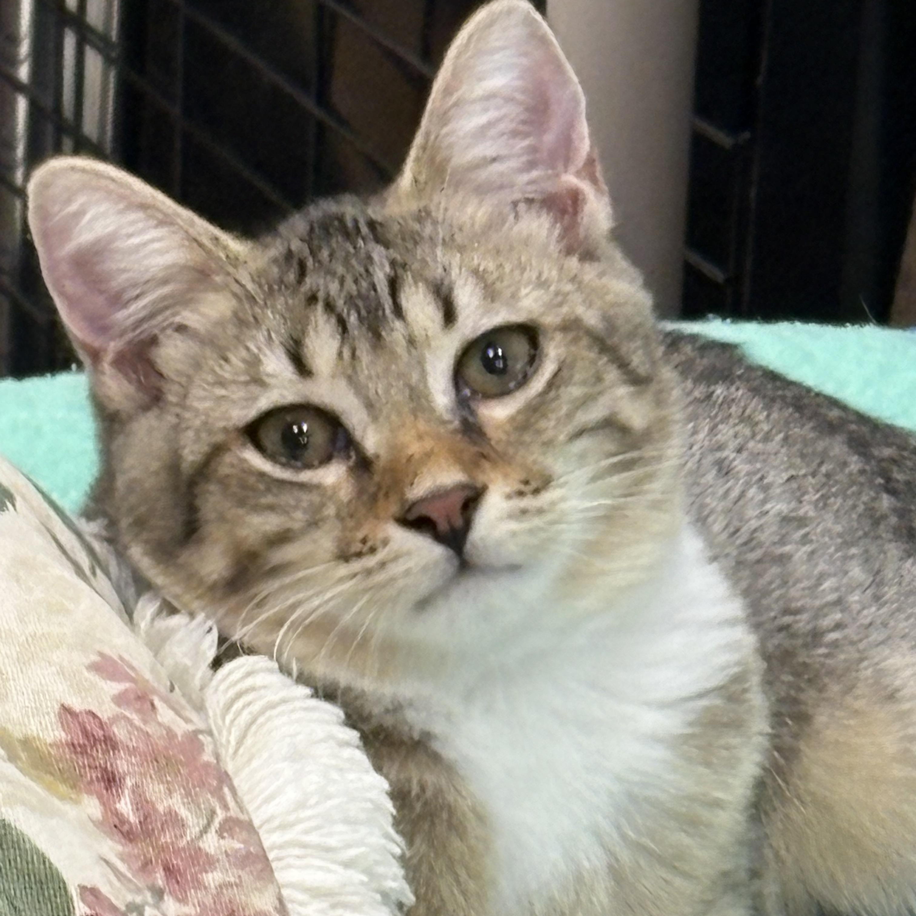 Dickens, Adoptable, Kitten Male Domestic Short Hair.