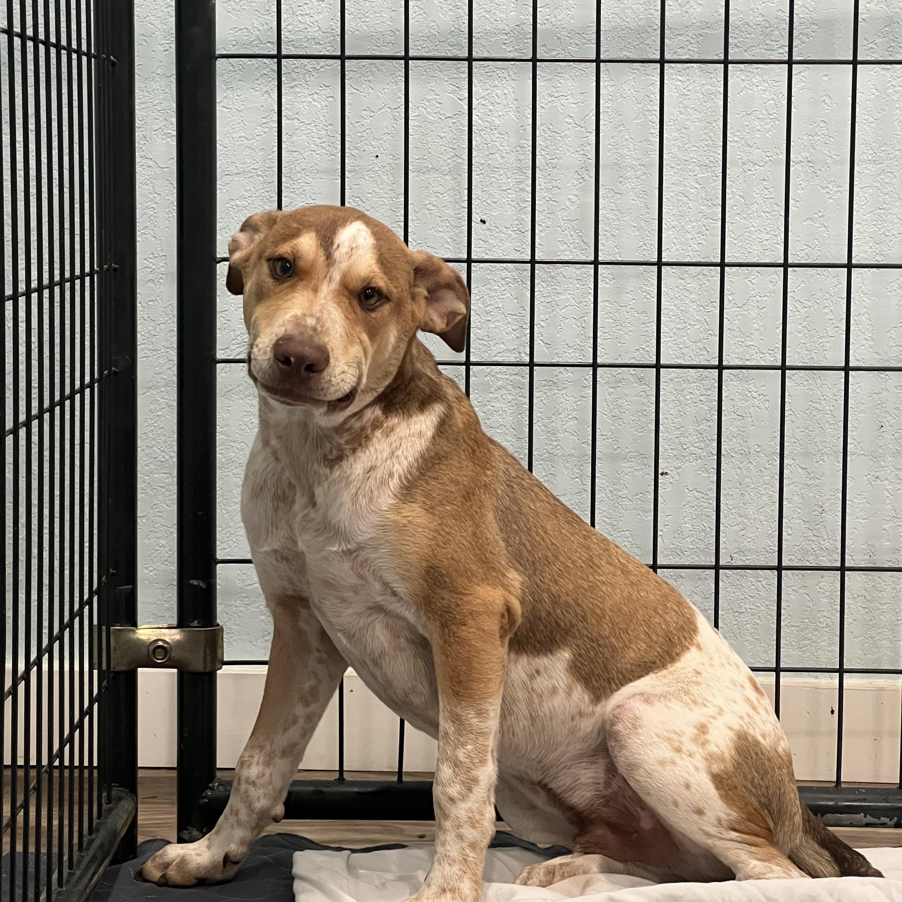 Enlarge Big Boy, a Adoptable mixed breed in San Antonio, TX image 3/6