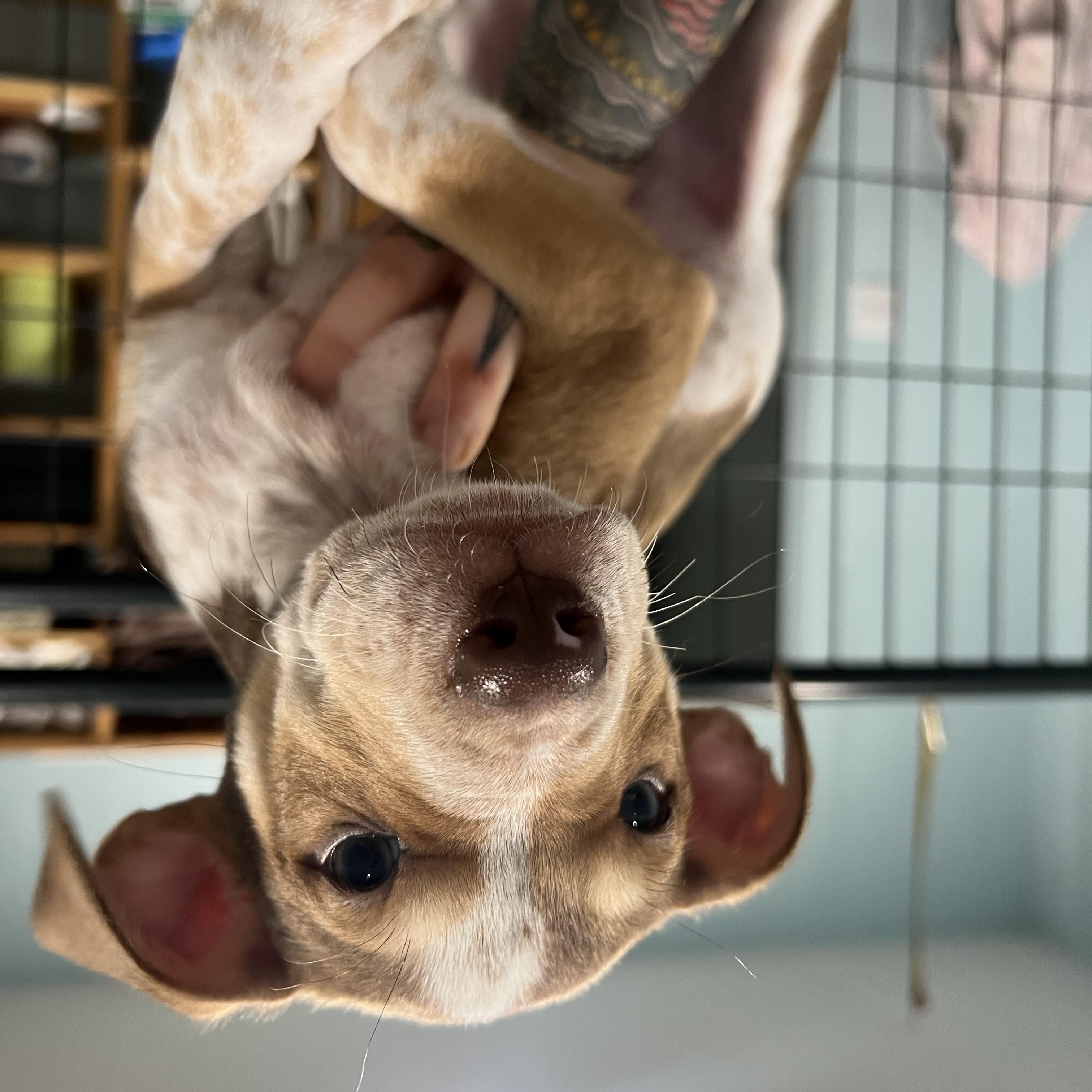Gouda, a ADOPTABLE mixed breed in San Antonio, TX image 1/4
