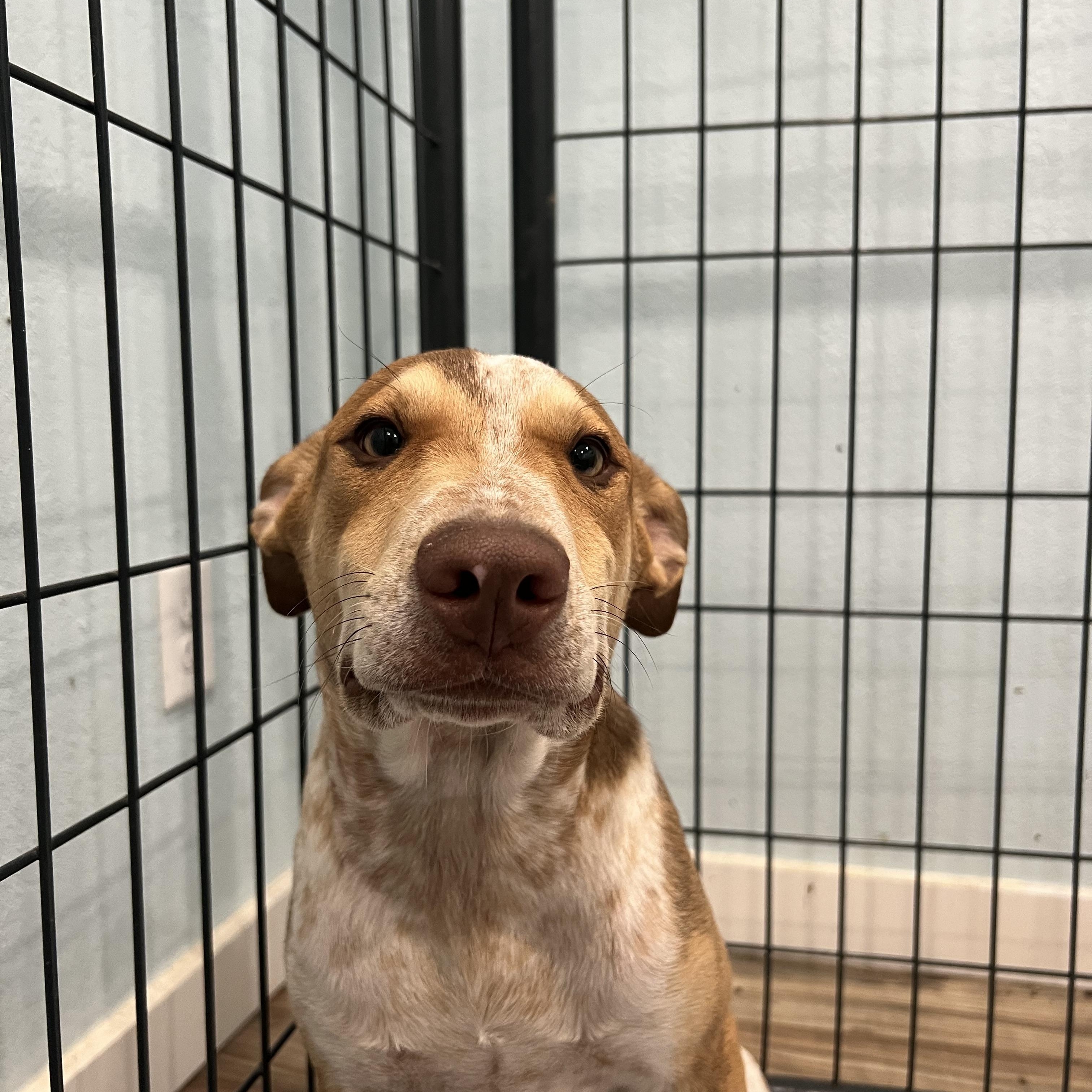 Big Boy, Adoptable, Young Male Hound & Shepherd.