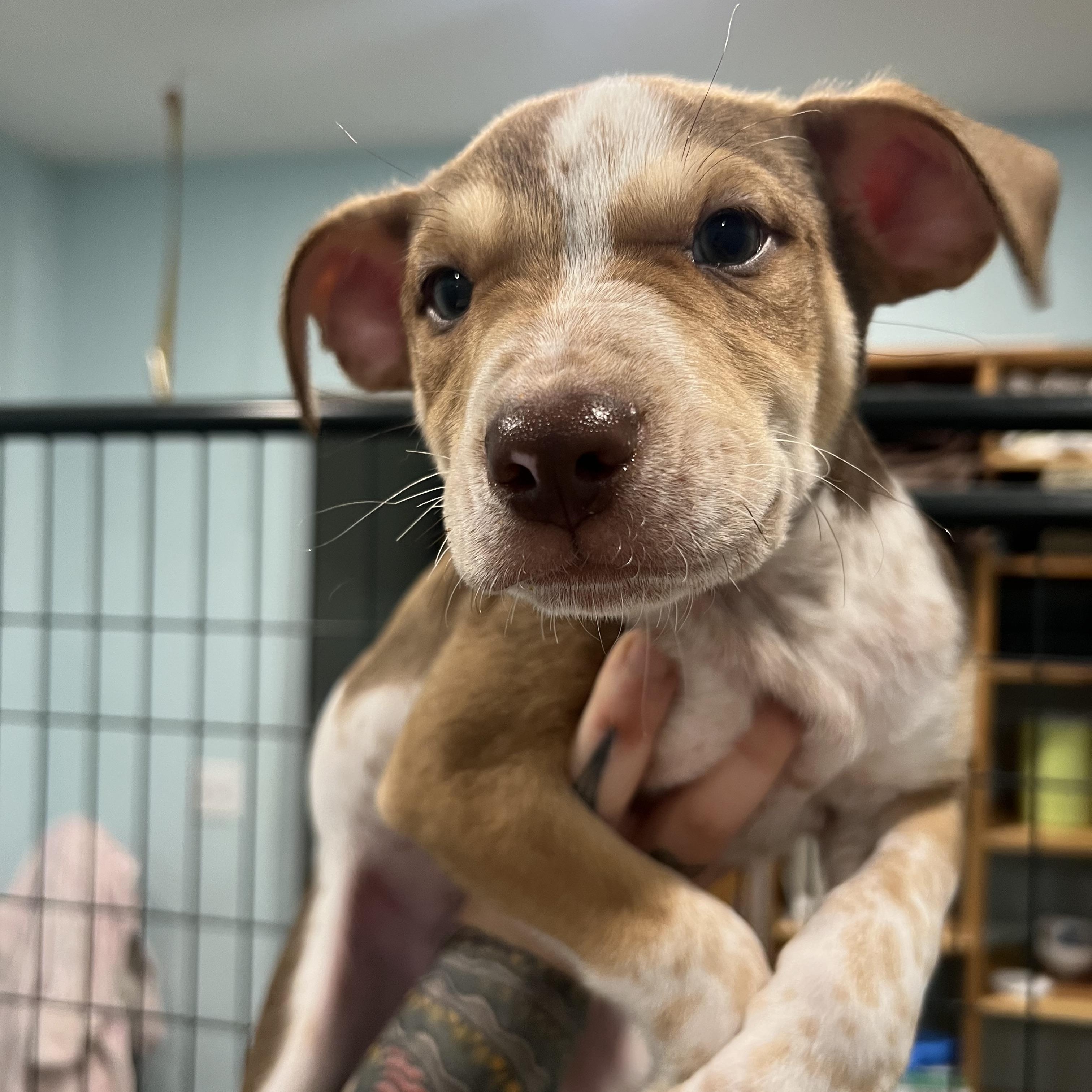 Big Boy, ADOPTABLE, Young Male Hound & Shepherd.