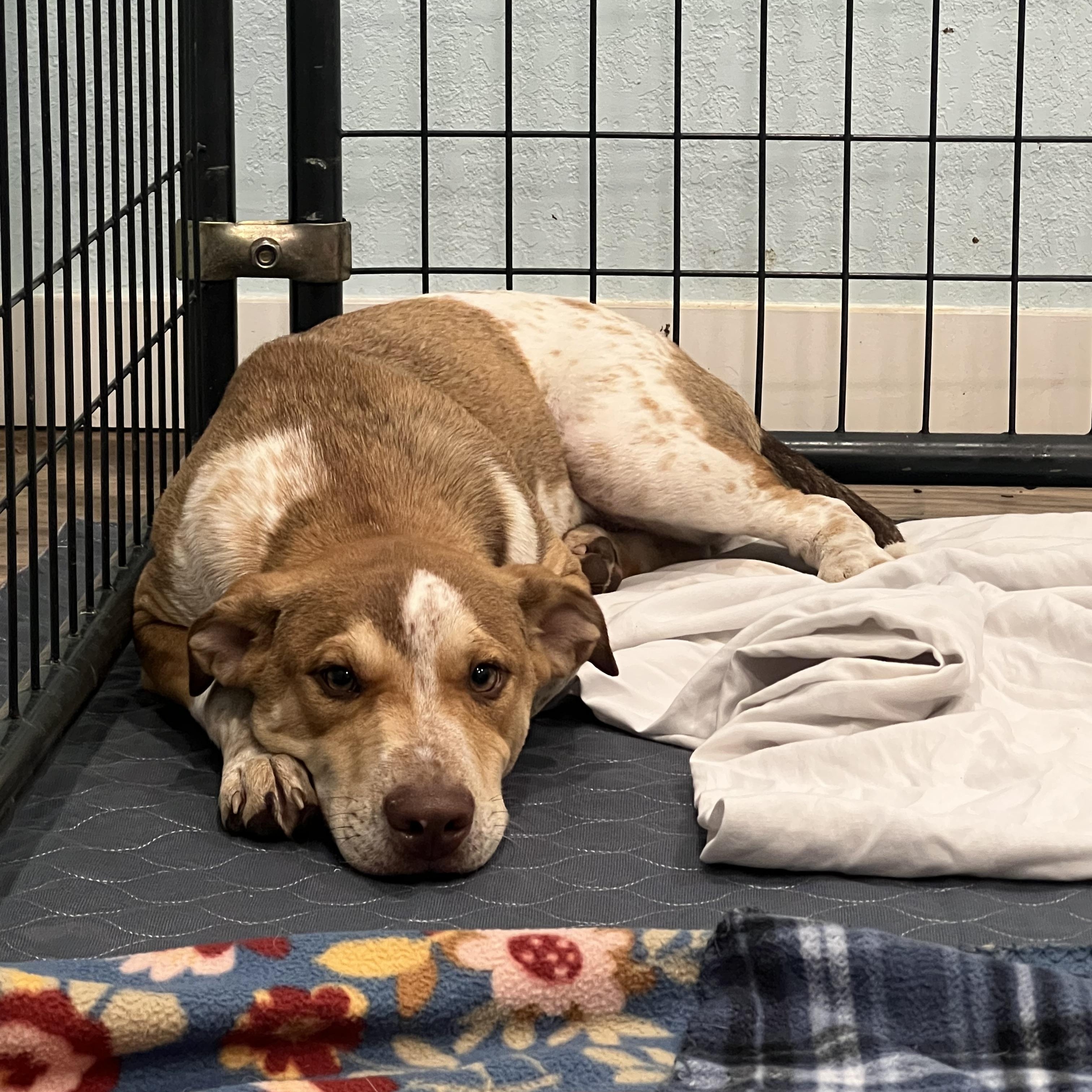 Enlarge Big Boy, a Adoptable mixed breed in San Antonio, TX image 2/6