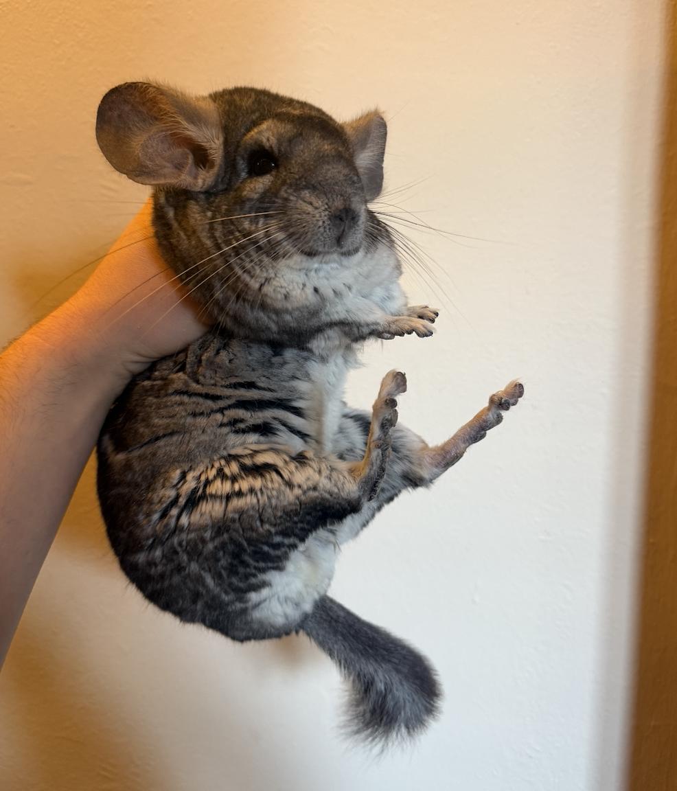 Toast, a ADOPTABLE Chinchilla in Minneapolis, MN image 3/3