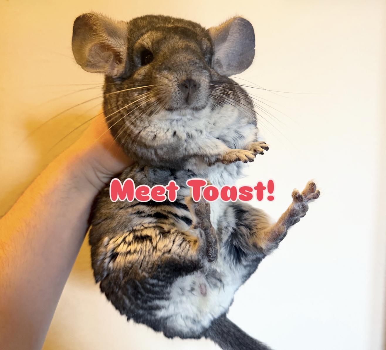 Toast, a ADOPTABLE Chinchilla in Minneapolis, MN image 1/3