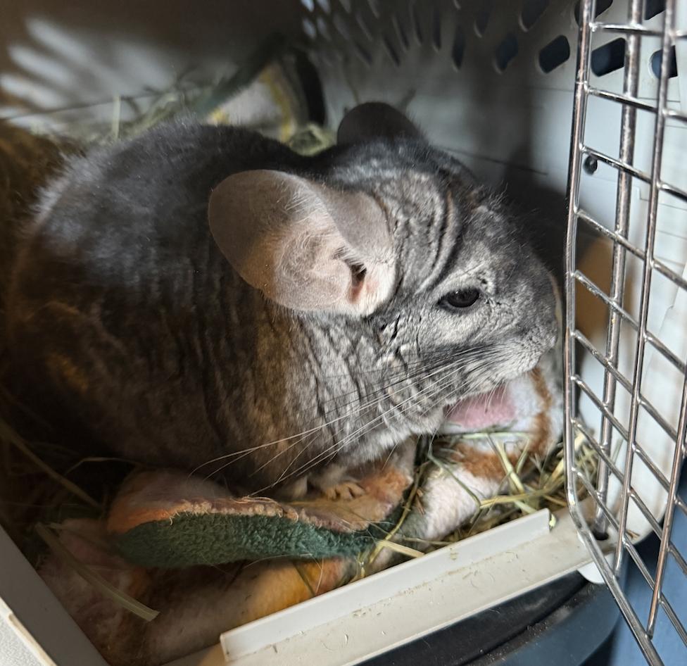 Toast, a ADOPTABLE Chinchilla in Minneapolis, MN image 2/3