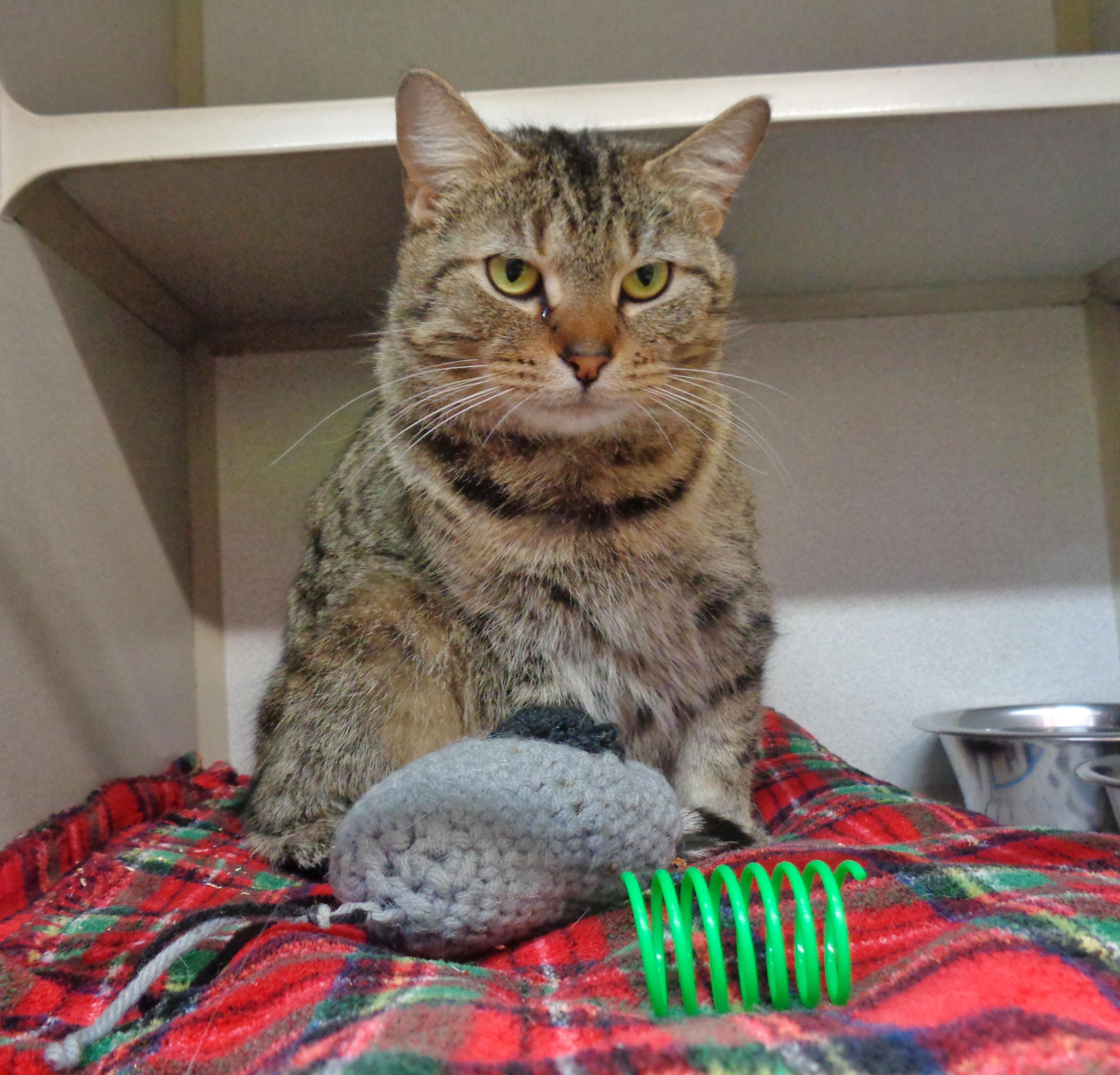 Enlarge MARGARET, a ADOPTABLE Tiger in Delhi, NY image 2/6