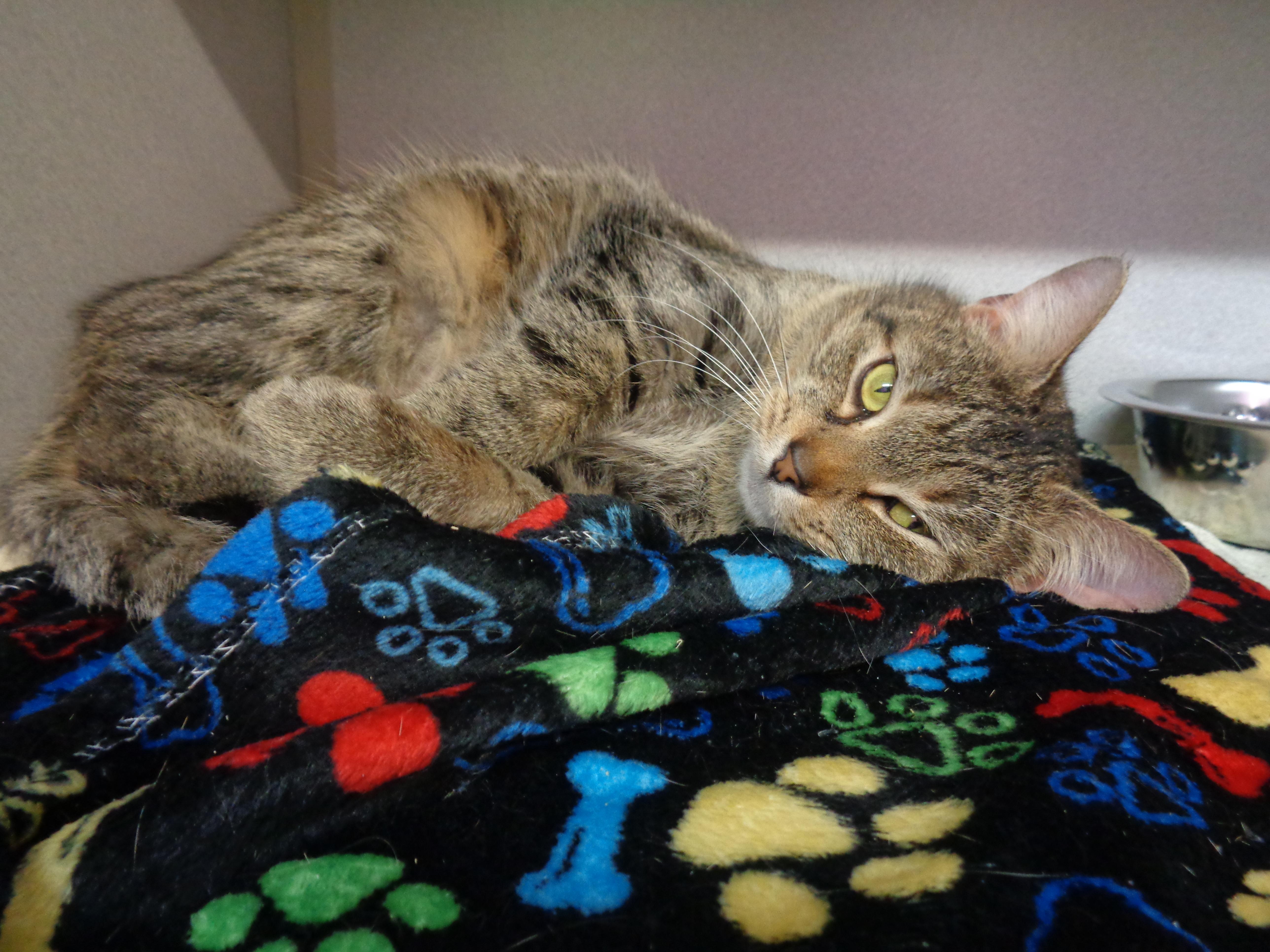 Enlarge MARGARET, a ADOPTABLE Tiger in Delhi, NY image 3/6