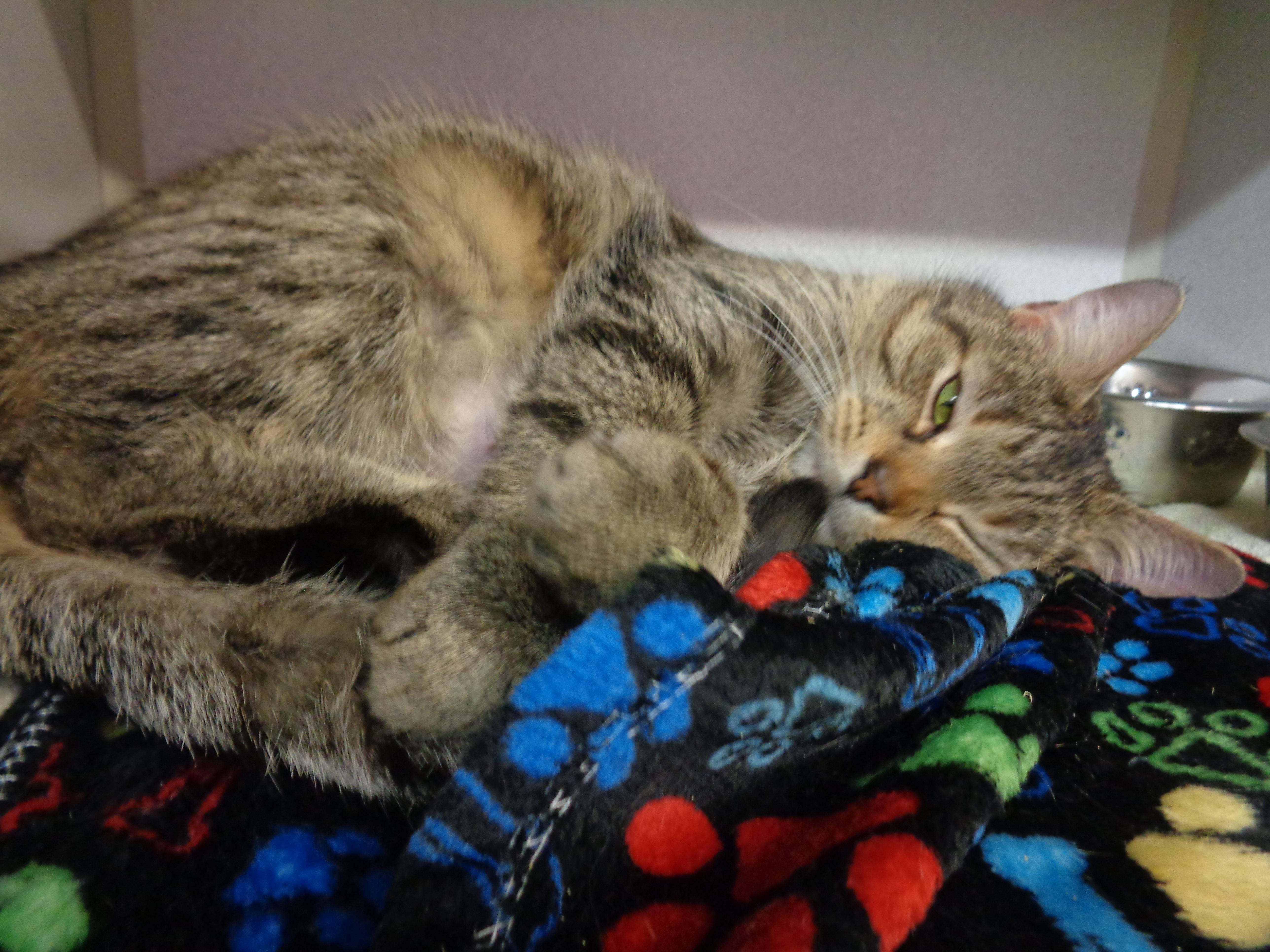 Enlarge MARGARET, a ADOPTABLE Tiger in Delhi, NY image 4/6