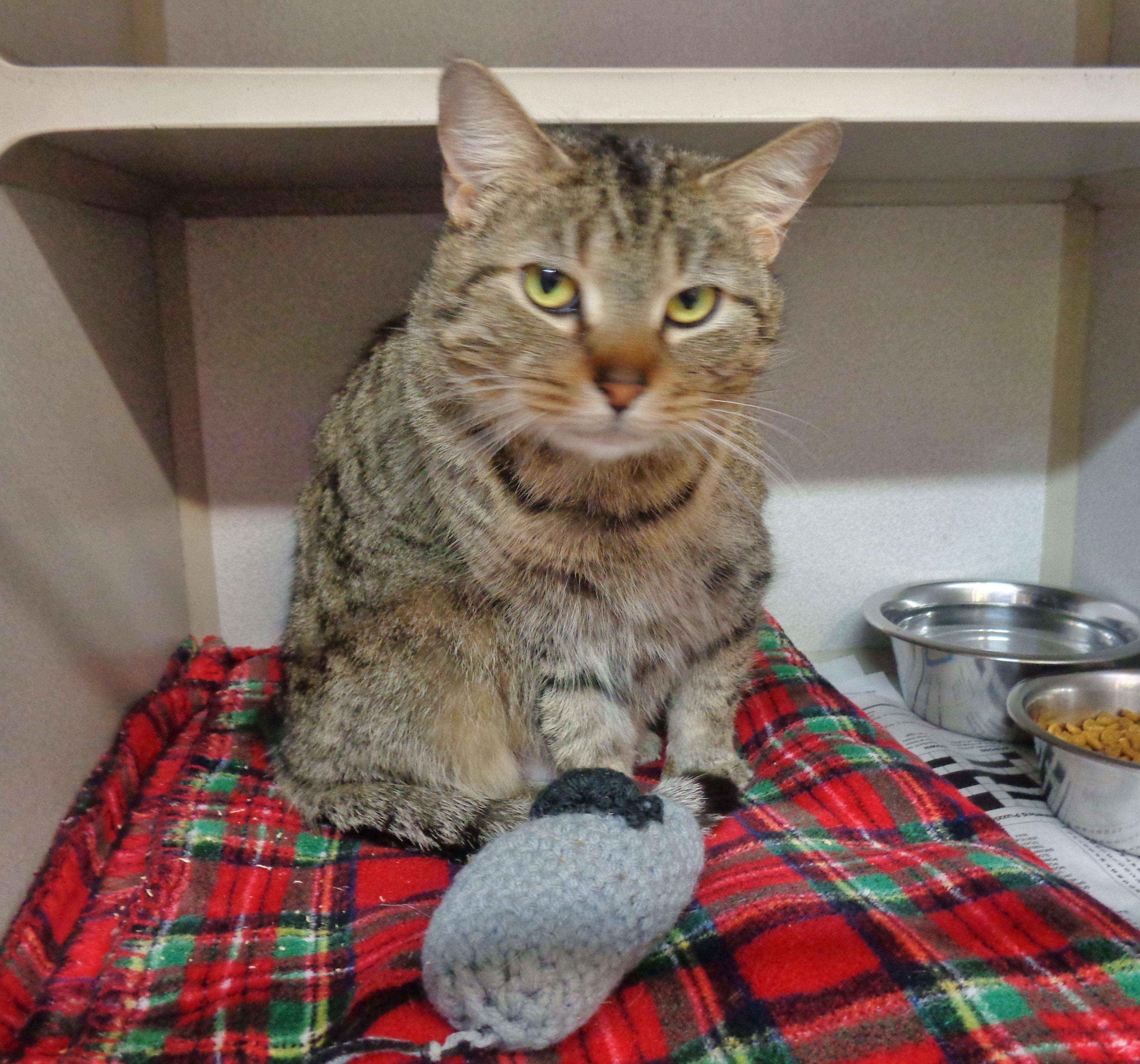 Enlarge MARGARET, a ADOPTABLE Tiger in Delhi, NY image 6/6
