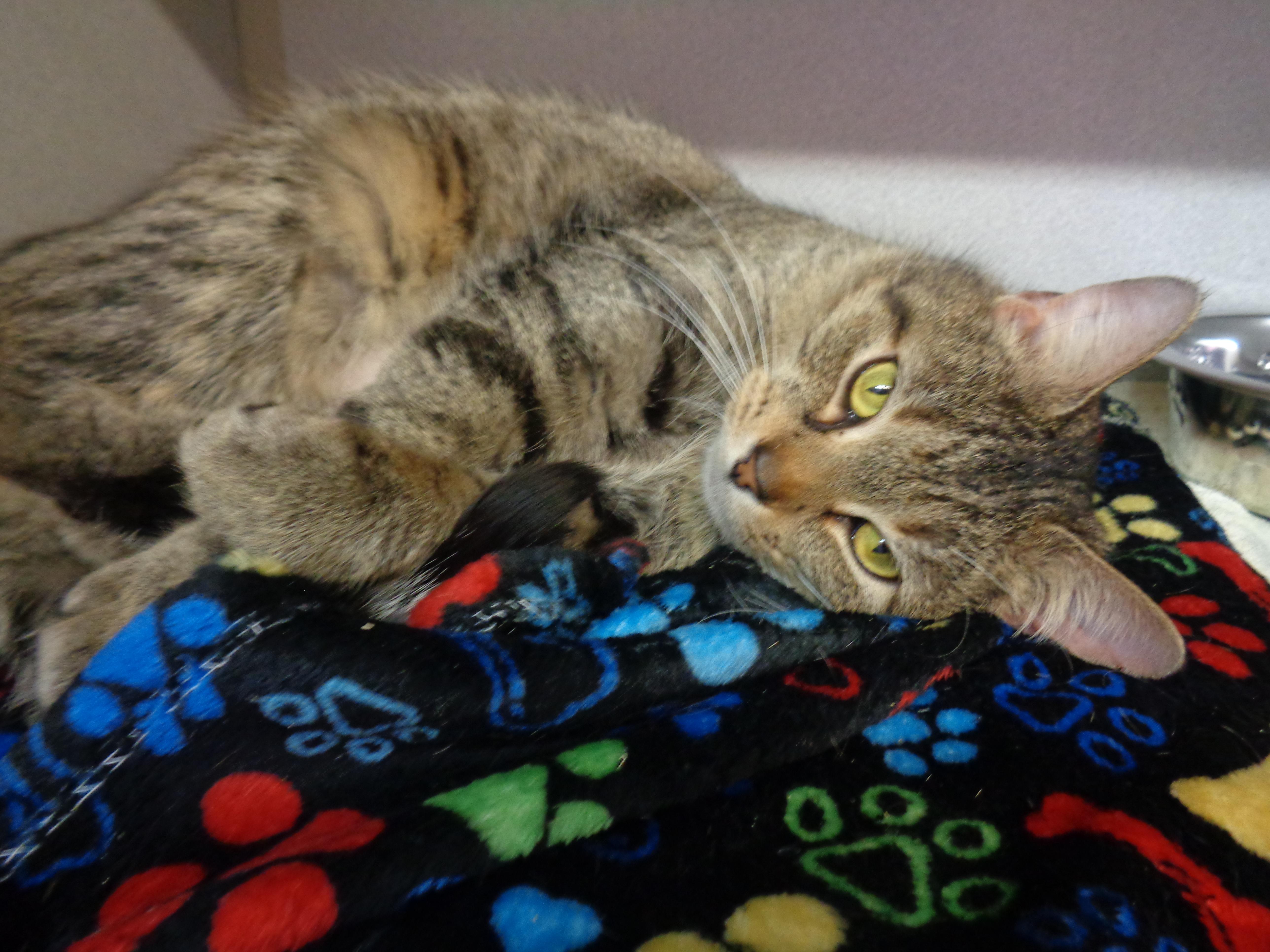 Enlarge MARGARET, a ADOPTABLE Tiger in Delhi, NY image 5/6
