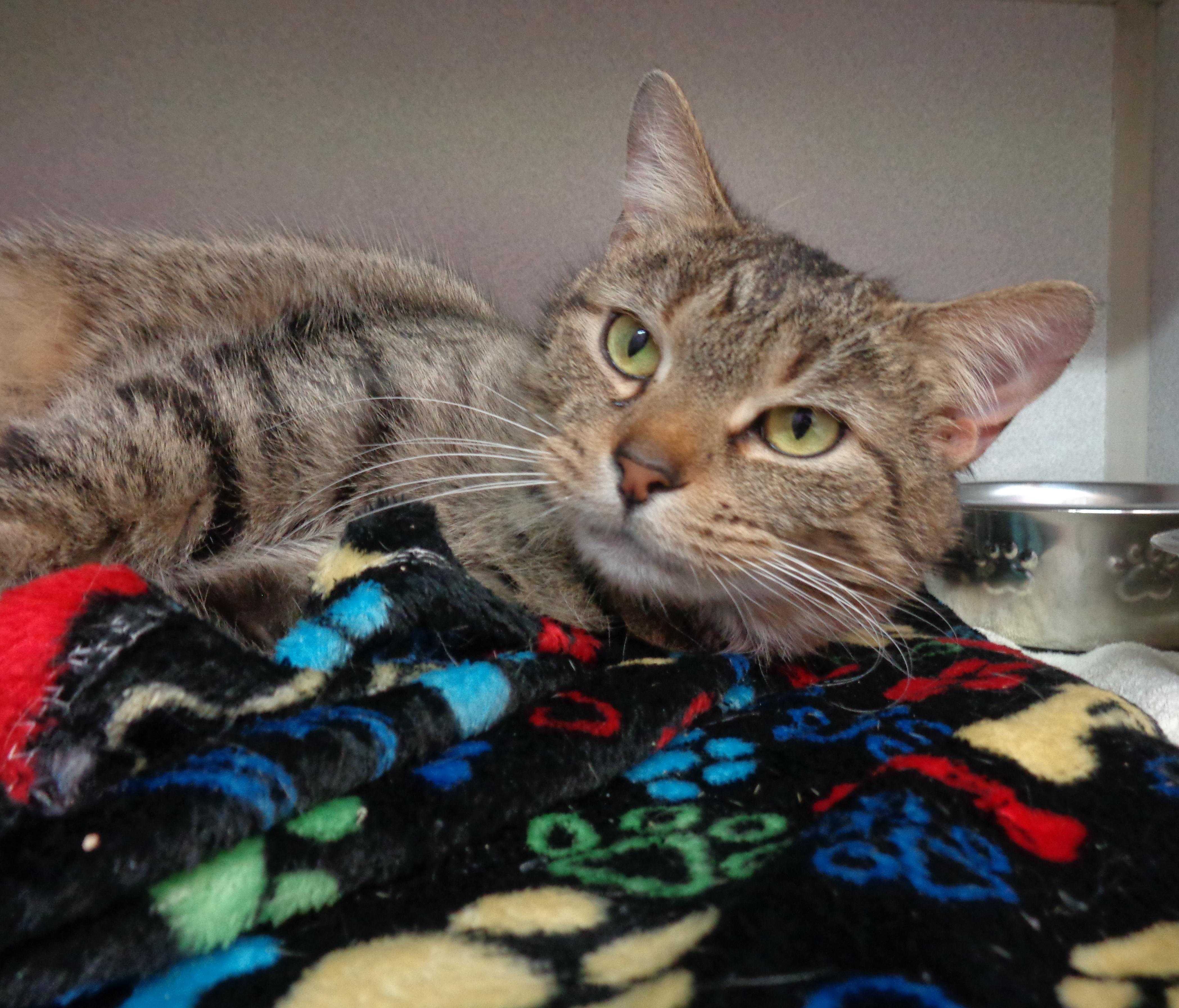 Enlarge MARGARET, a ADOPTABLE Tiger in Delhi, NY image 1/6