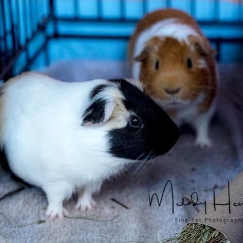 Ben, a Adoptable Guinea Pig in Brockton, MA image 1/2