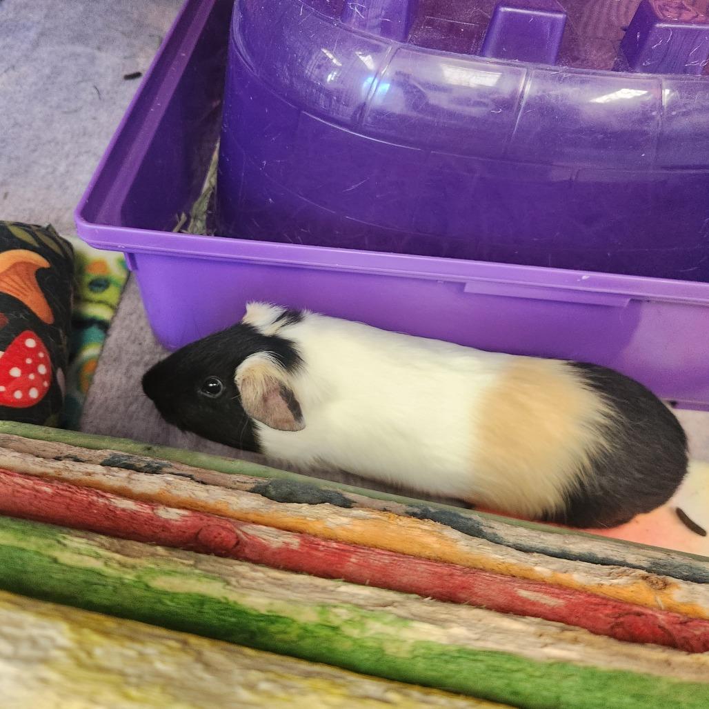 Ben, a Adoptable Guinea Pig in Brockton, MA image 2/2