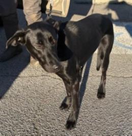 Enlarge Ella, a ADOPTABLE mixed breed in Gardiner, NY image 4/4