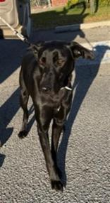 Enlarge Ella, a ADOPTABLE mixed breed in Gardiner, NY image 3/4