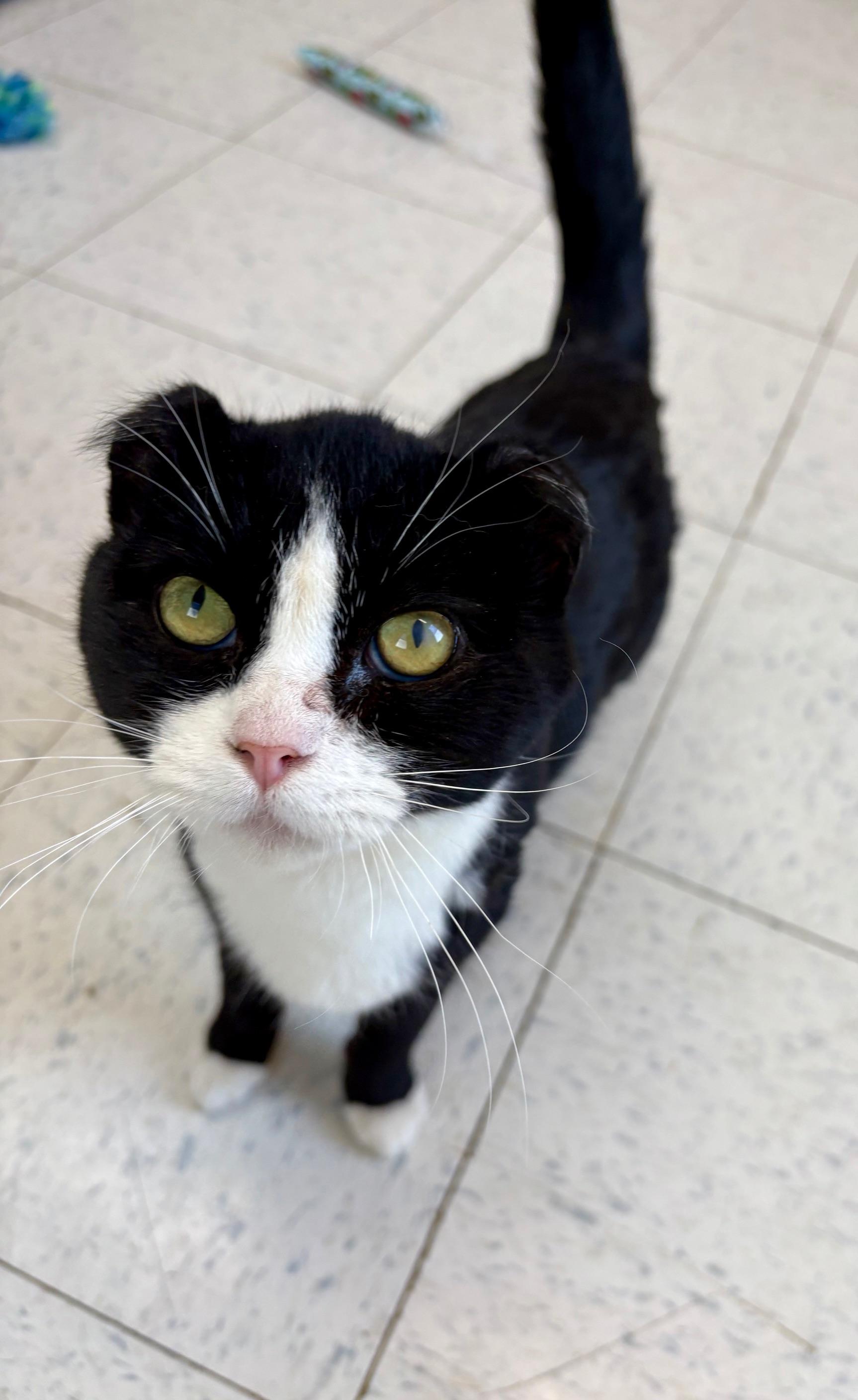 Frankie, a ADOPTABLE Domestic Short Hair in Bonnyville, AB image 2/5