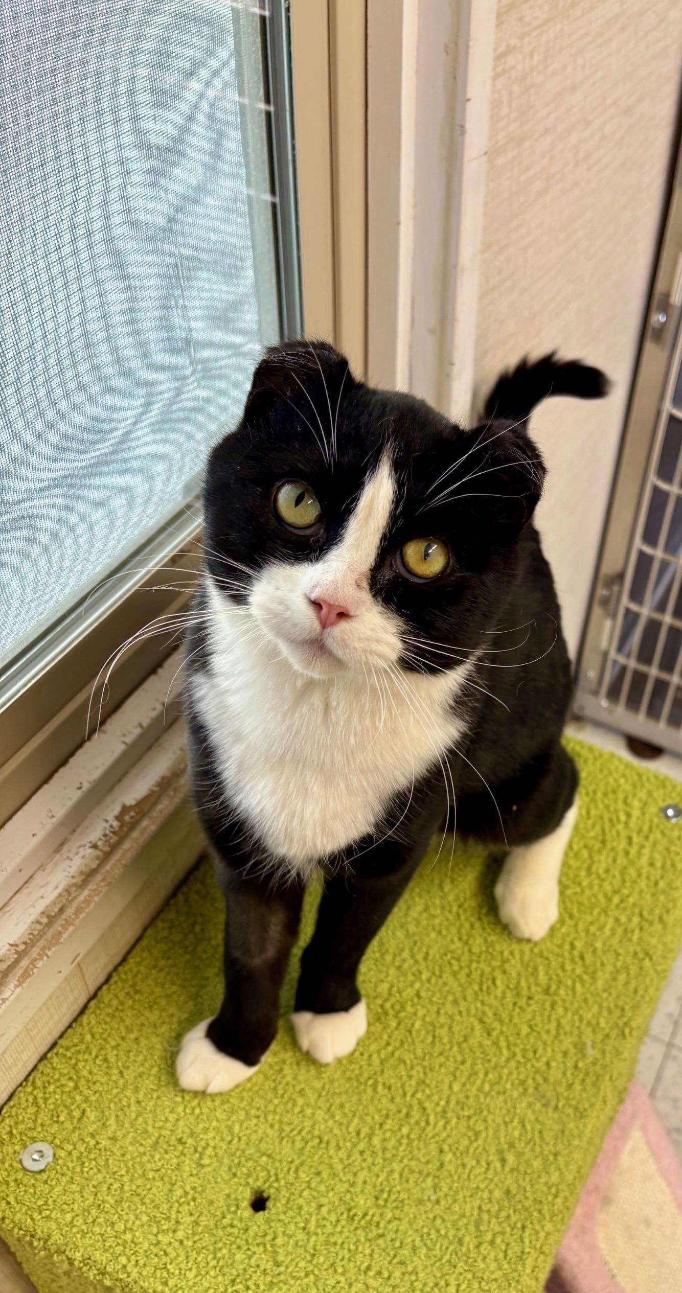 Frankie, ADOPTABLE, Adult Male Domestic Short Hair.