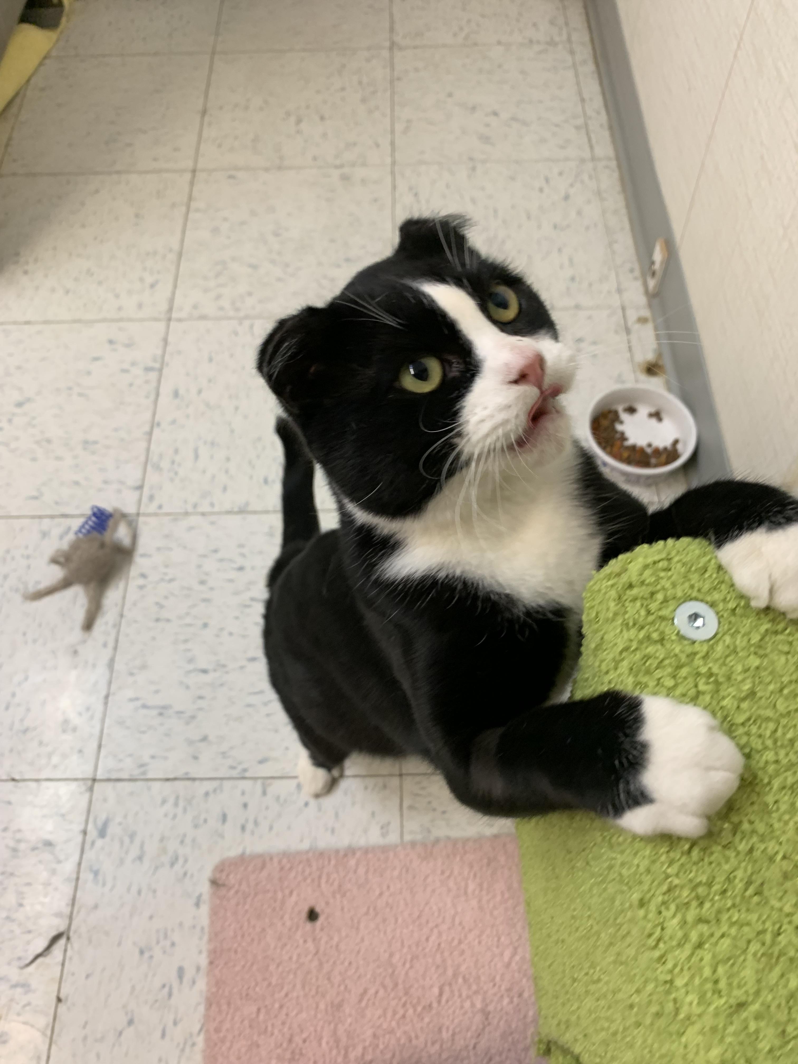 Frankie, a ADOPTABLE Domestic Short Hair in Bonnyville, AB image 3/5