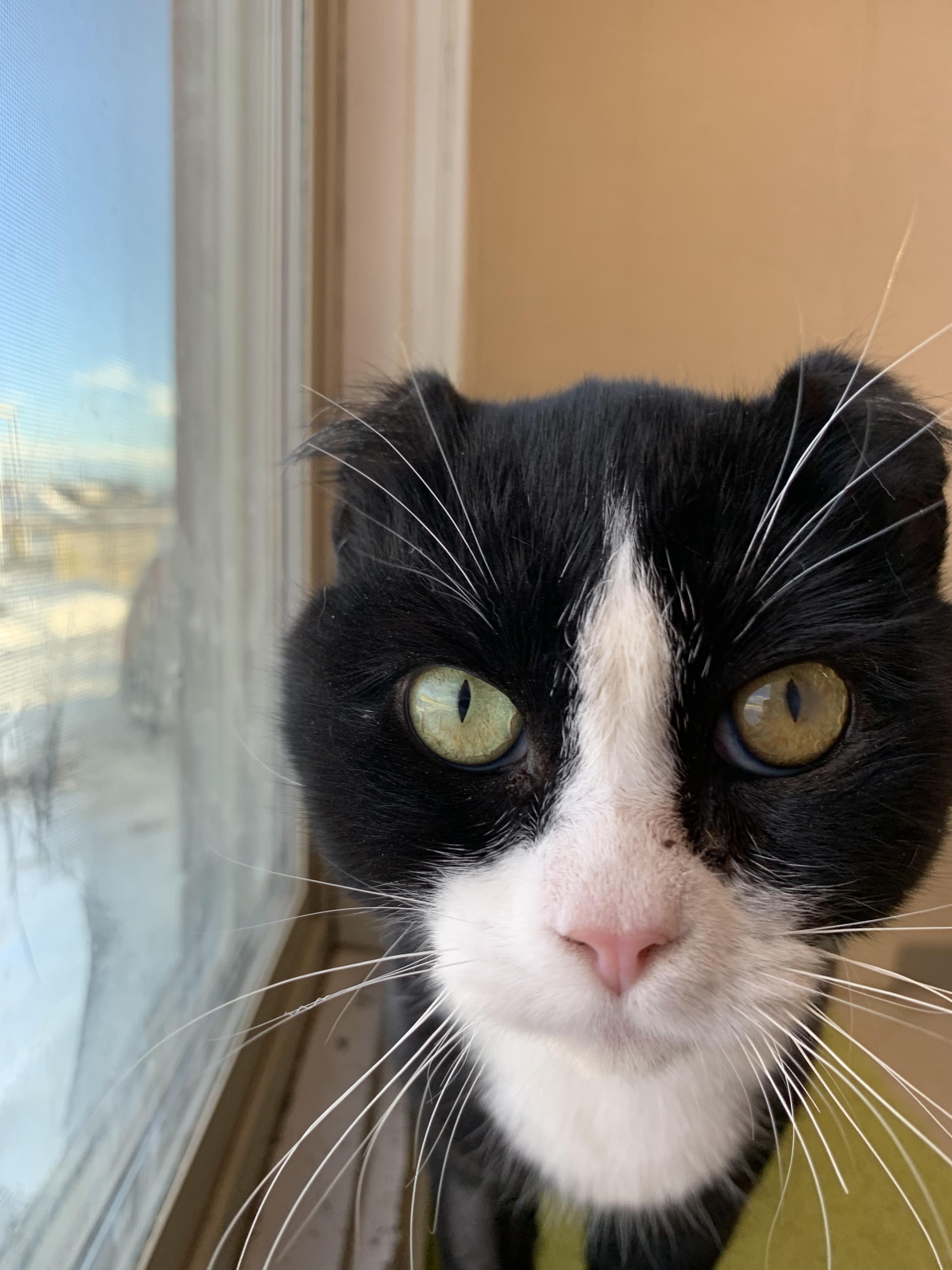 Frankie, a ADOPTABLE Domestic Short Hair in Bonnyville, AB image 4/5