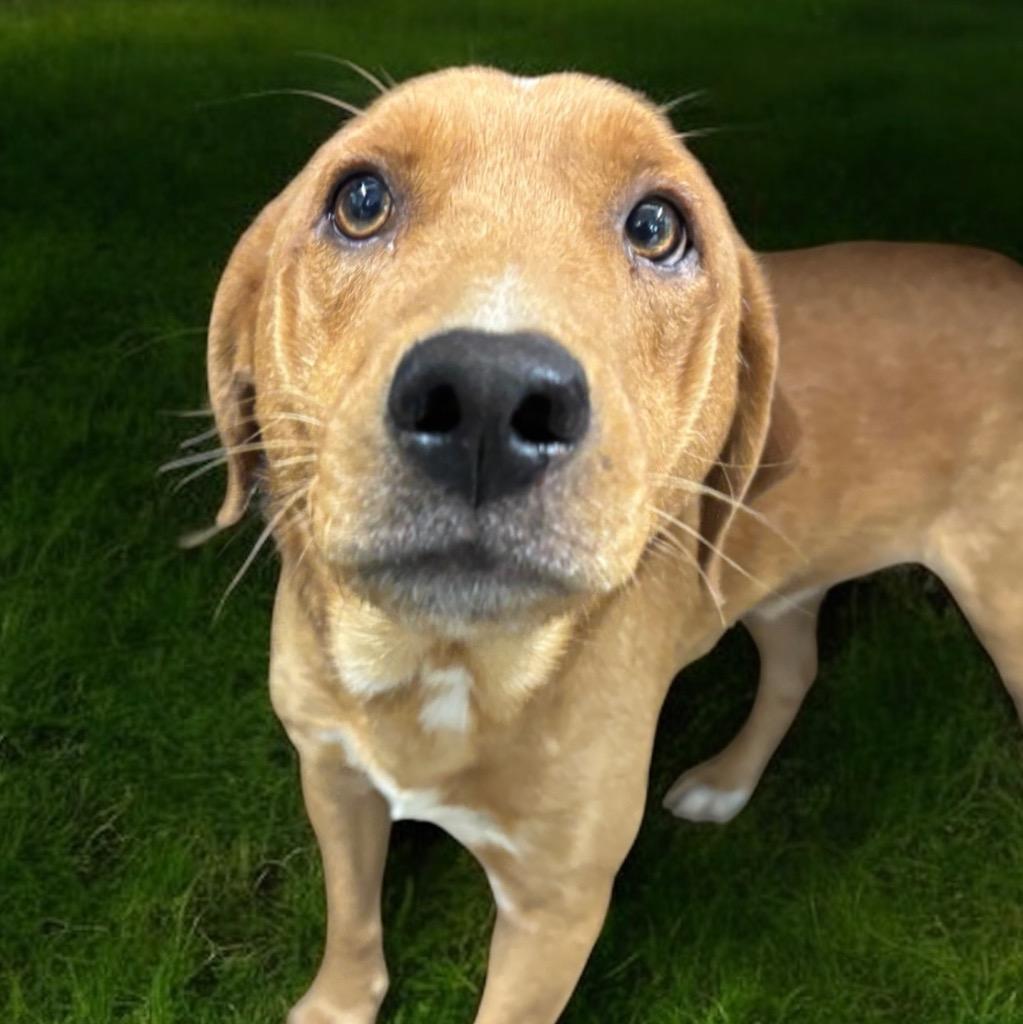 Dozer - Alpha, Adopted, Young Male Redbone Coonhound & Mixed Breed.