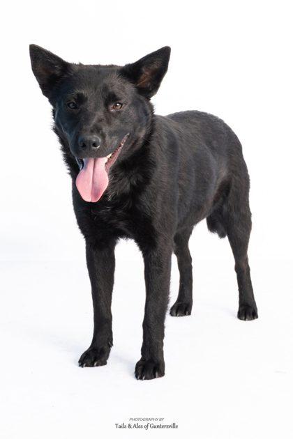 Outlaw, Adoptable, Adult Male Cattle Dog & Mixed Breed.