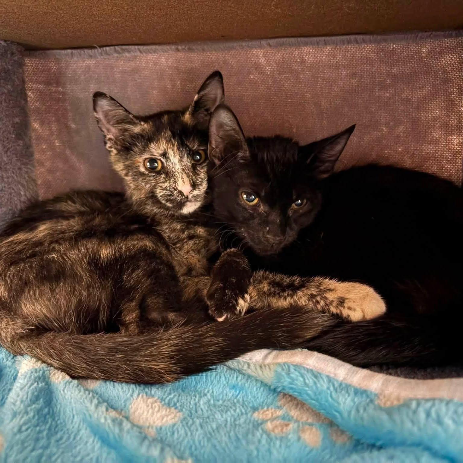 Enlarge Rue (Bonded with Cinna), a Adoptable Domestic Short Hair in Queen Creek, AZ image 5/6