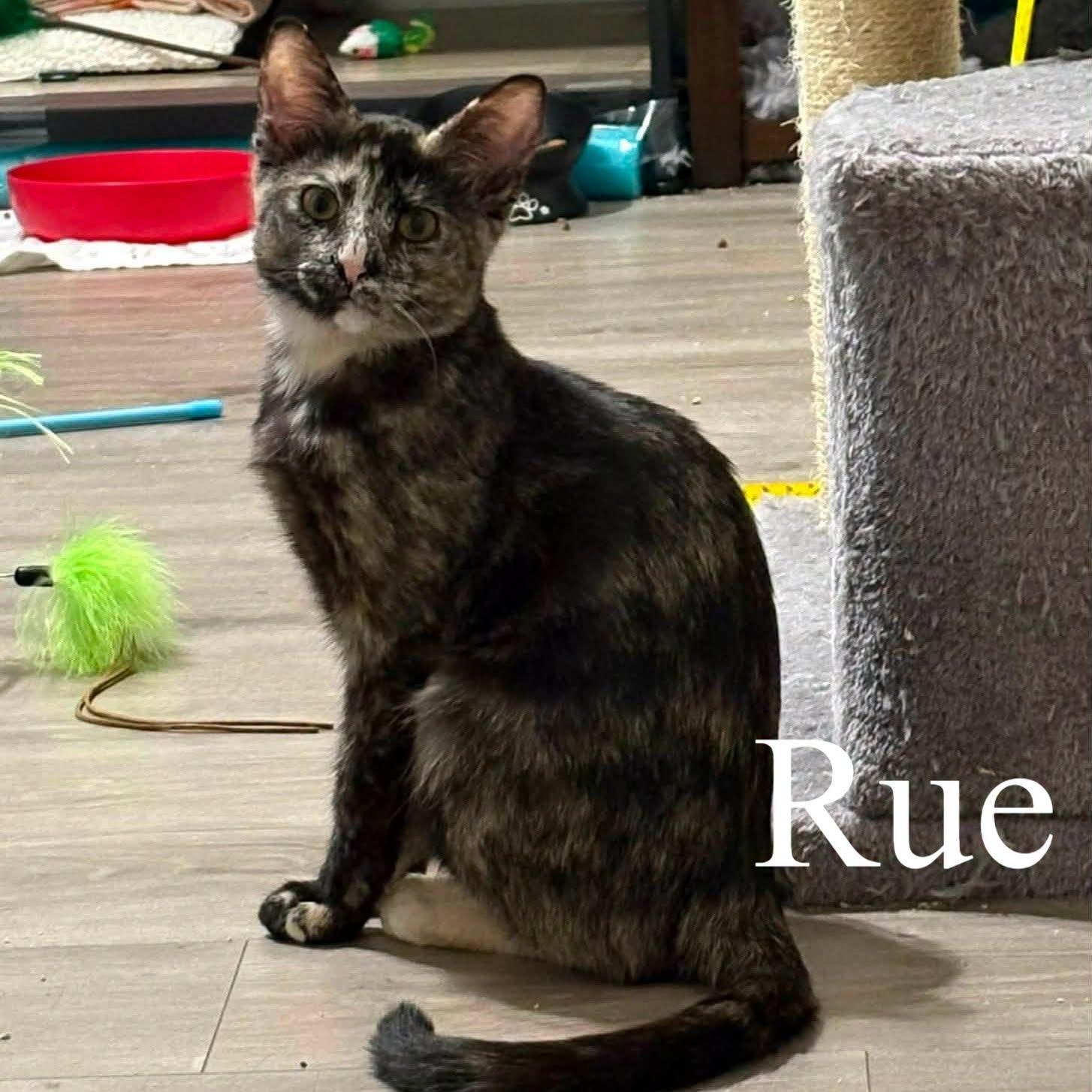 Enlarge Rue (Bonded with Cinna), a Adoptable Domestic Short Hair in Queen Creek, AZ image 2/6