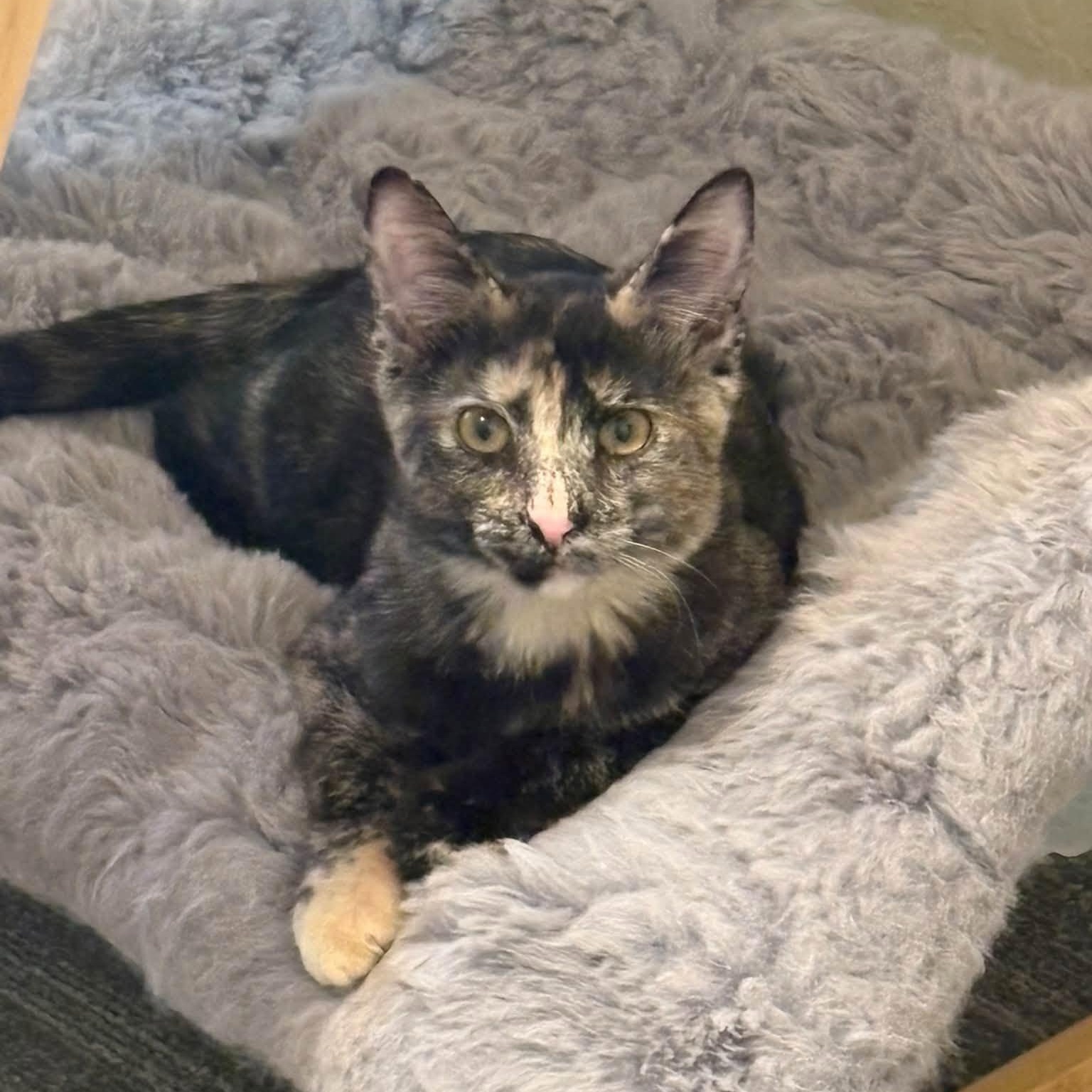 Rue (Bonded with Cinna), Adoptable, Kitten Female Domestic Short Hair.