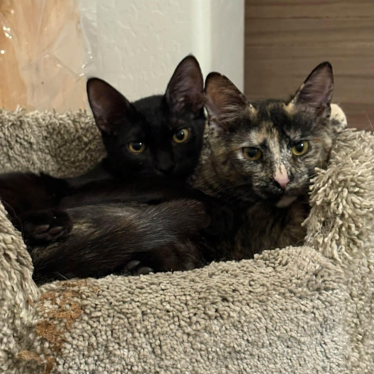 Enlarge Rue (Bonded with Cinna), a Adoptable Domestic Short Hair in Queen Creek, AZ image 4/6