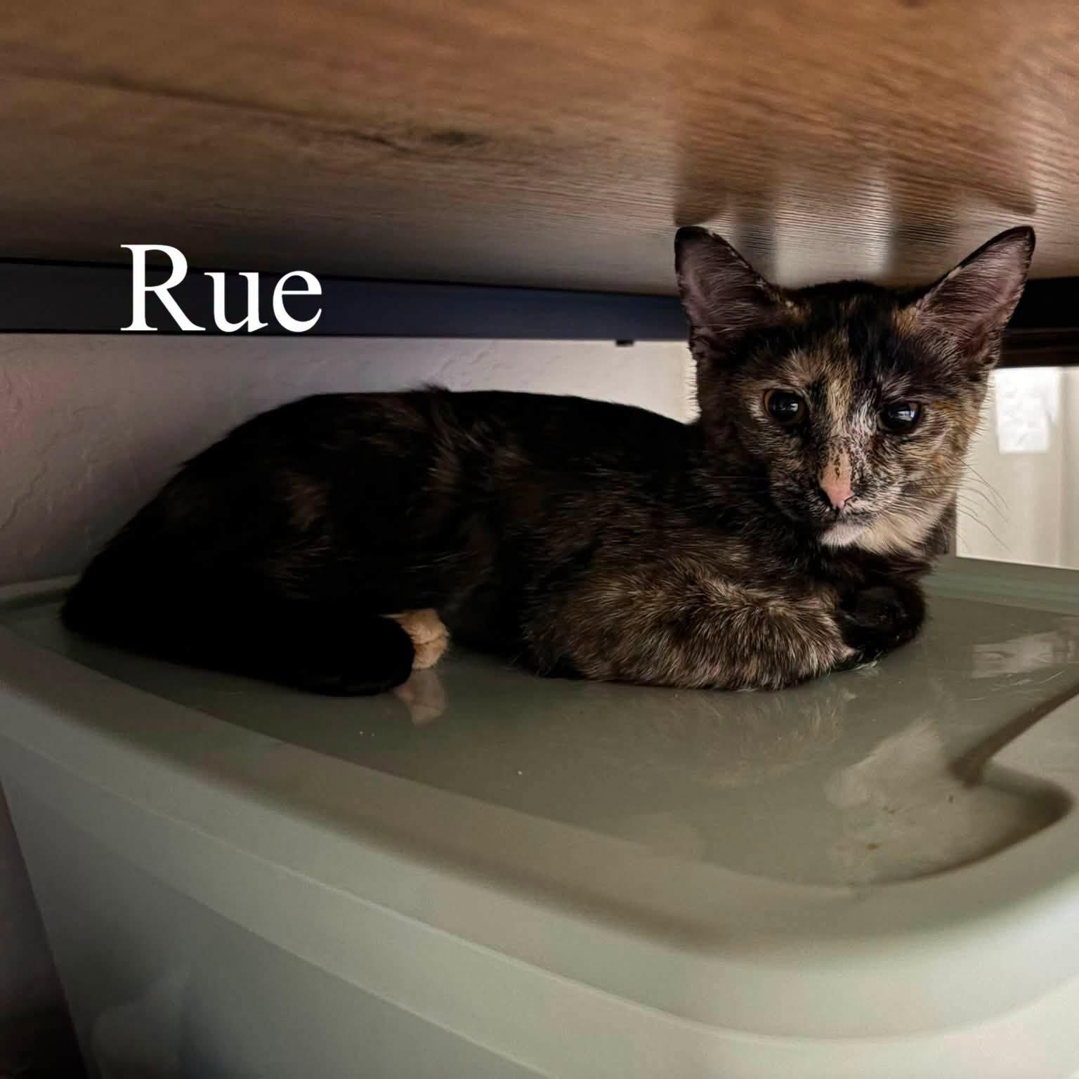 Enlarge Rue (Bonded with Cinna), a Adoptable Domestic Short Hair in Queen Creek, AZ image 3/6