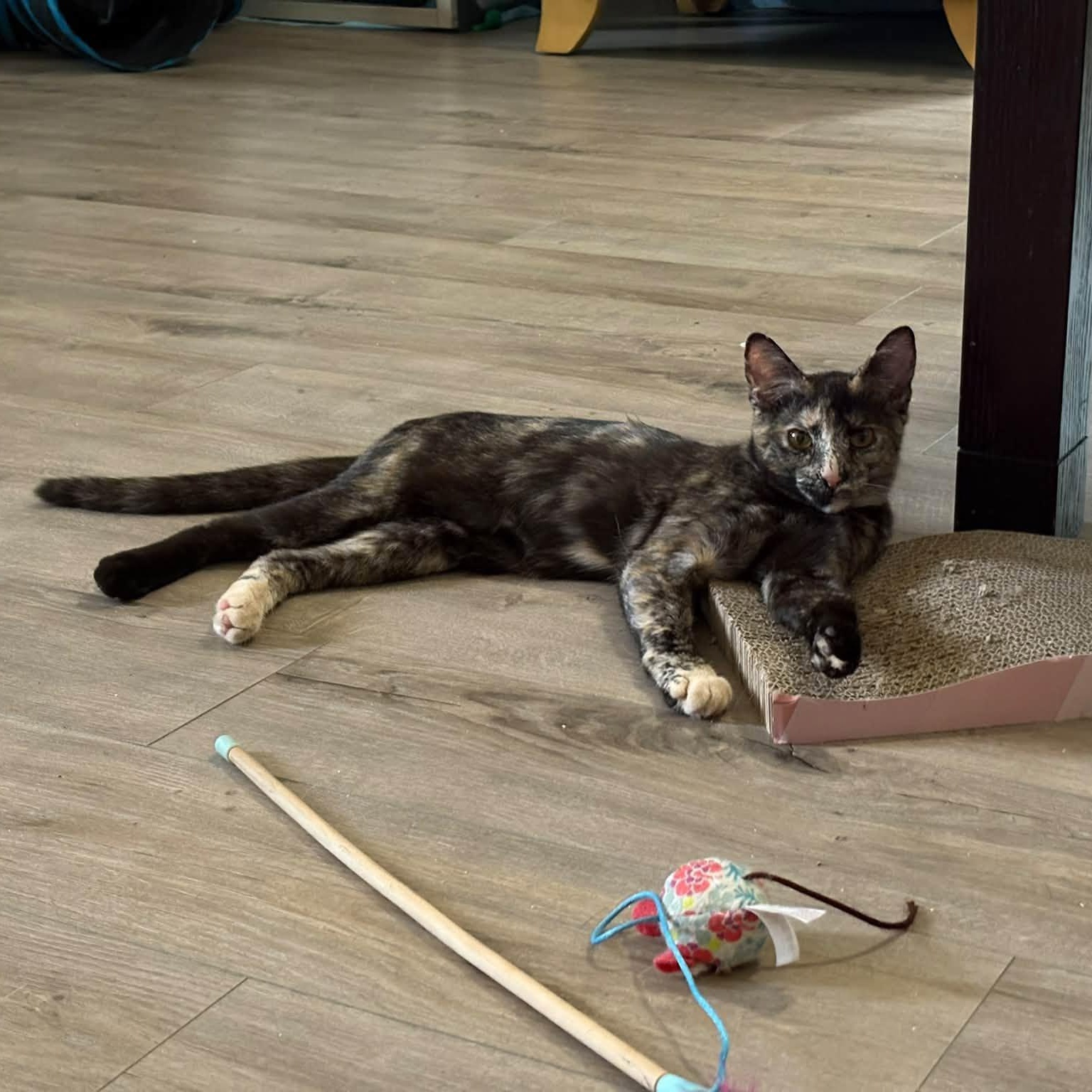 Enlarge Rue (Bonded with Cinna), a Adoptable Domestic Short Hair in Queen Creek, AZ image 6/6