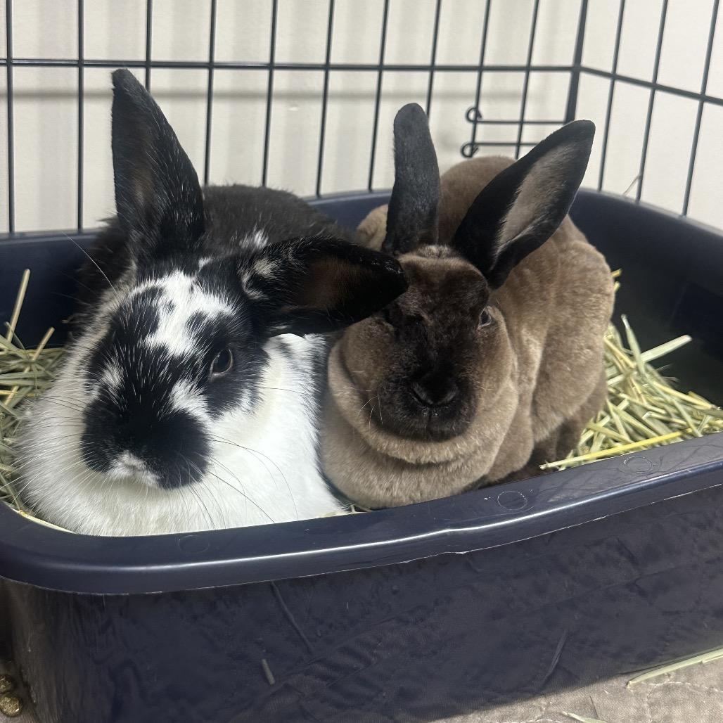 Enlarge Pickle, a Adoptable Mini Rex in Cream Ridge, NJ image 2/3