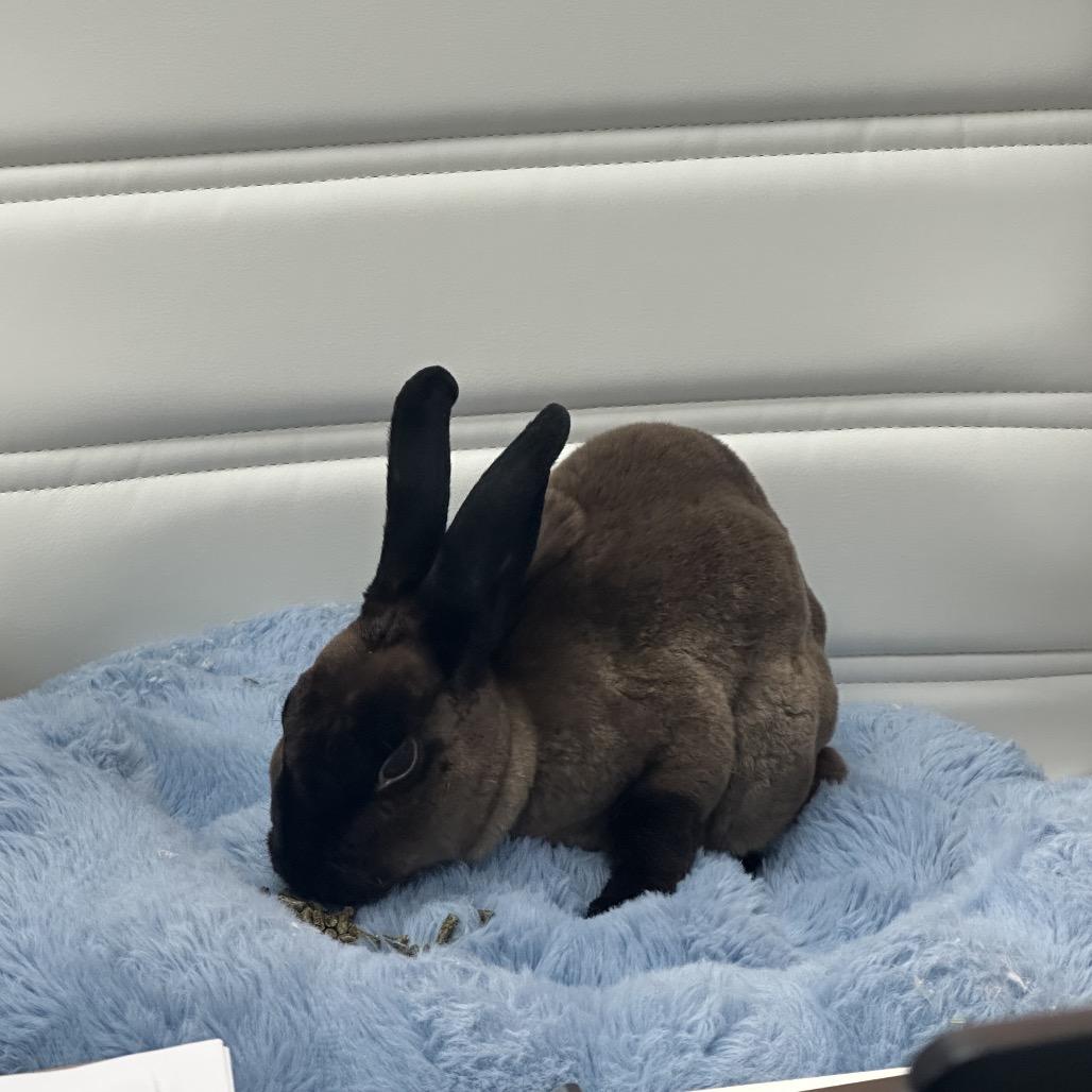 Enlarge Pickle, a Adoptable Mini Rex in Cream Ridge, NJ image 3/3