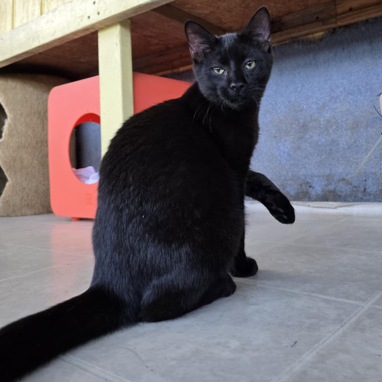 Button, a Adoptable Domestic Short Hair in Conway, SC image 3/6