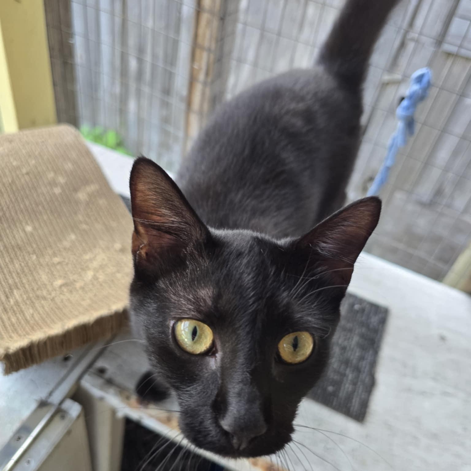 Button, a Adoptable Domestic Short Hair in Conway, SC image 2/6