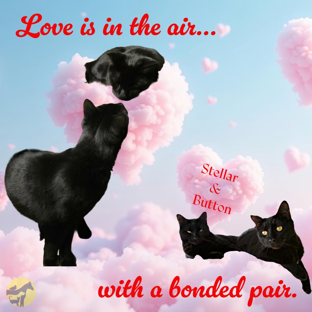 Enlarge Button, a Adoptable Domestic Short Hair in Conway, SC image 4/6