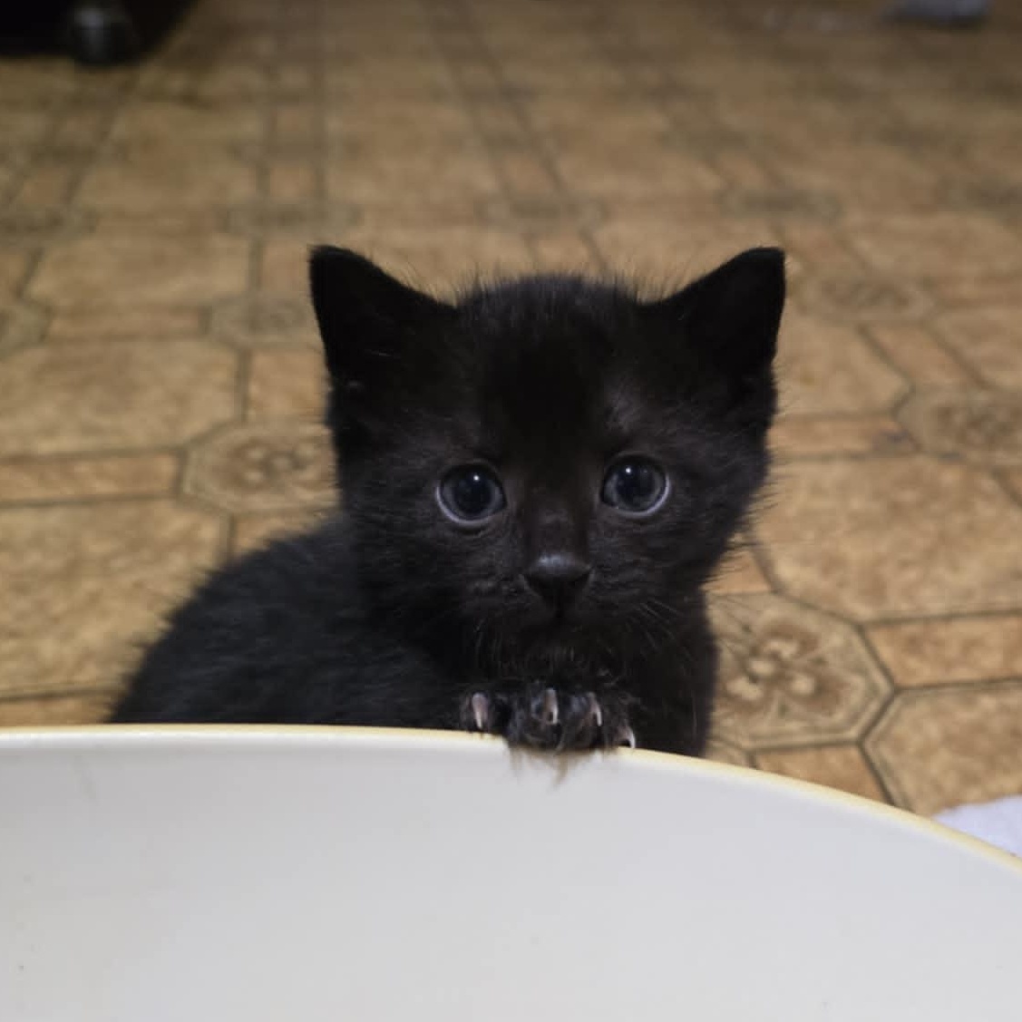 Button, a Adoptable Domestic Short Hair in Conway, SC image 5/6