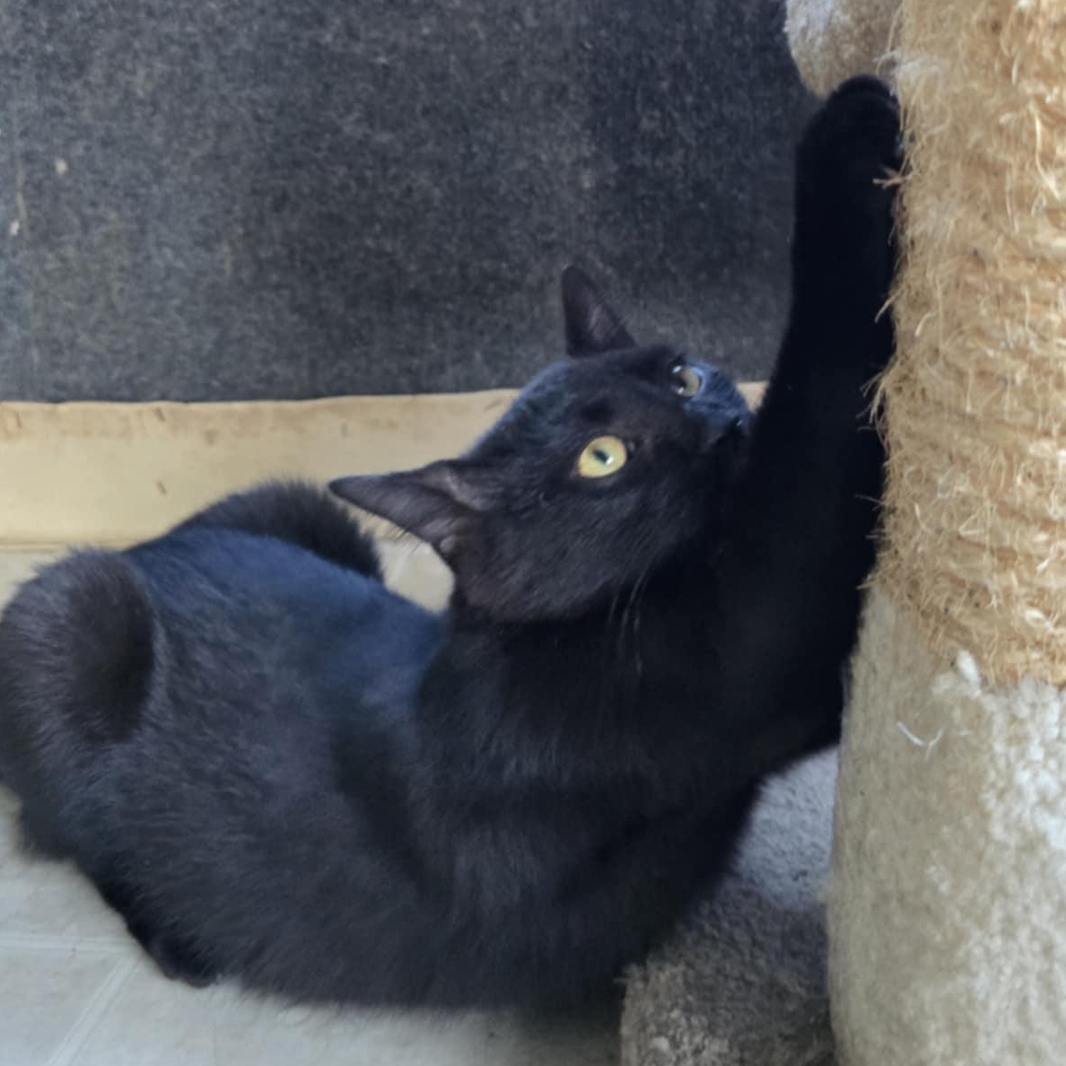 Button, a Adoptable Domestic Short Hair in Conway, SC image 4/6