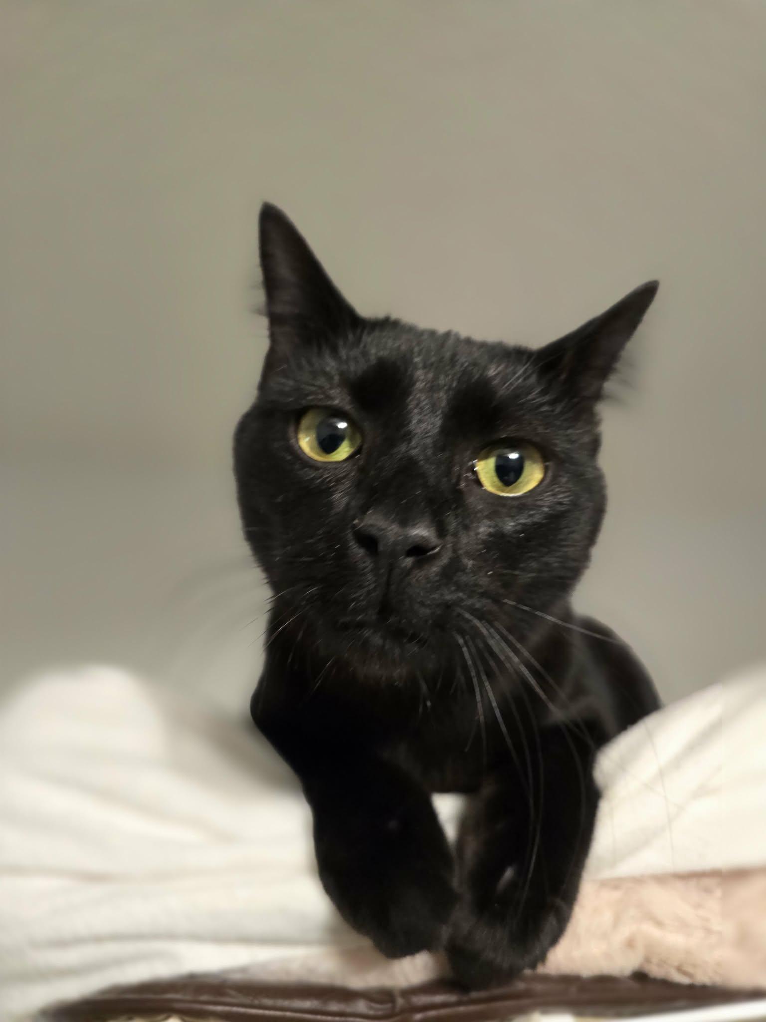 Enlarge Button, a Adoptable Domestic Short Hair in Conway, SC image 1/6