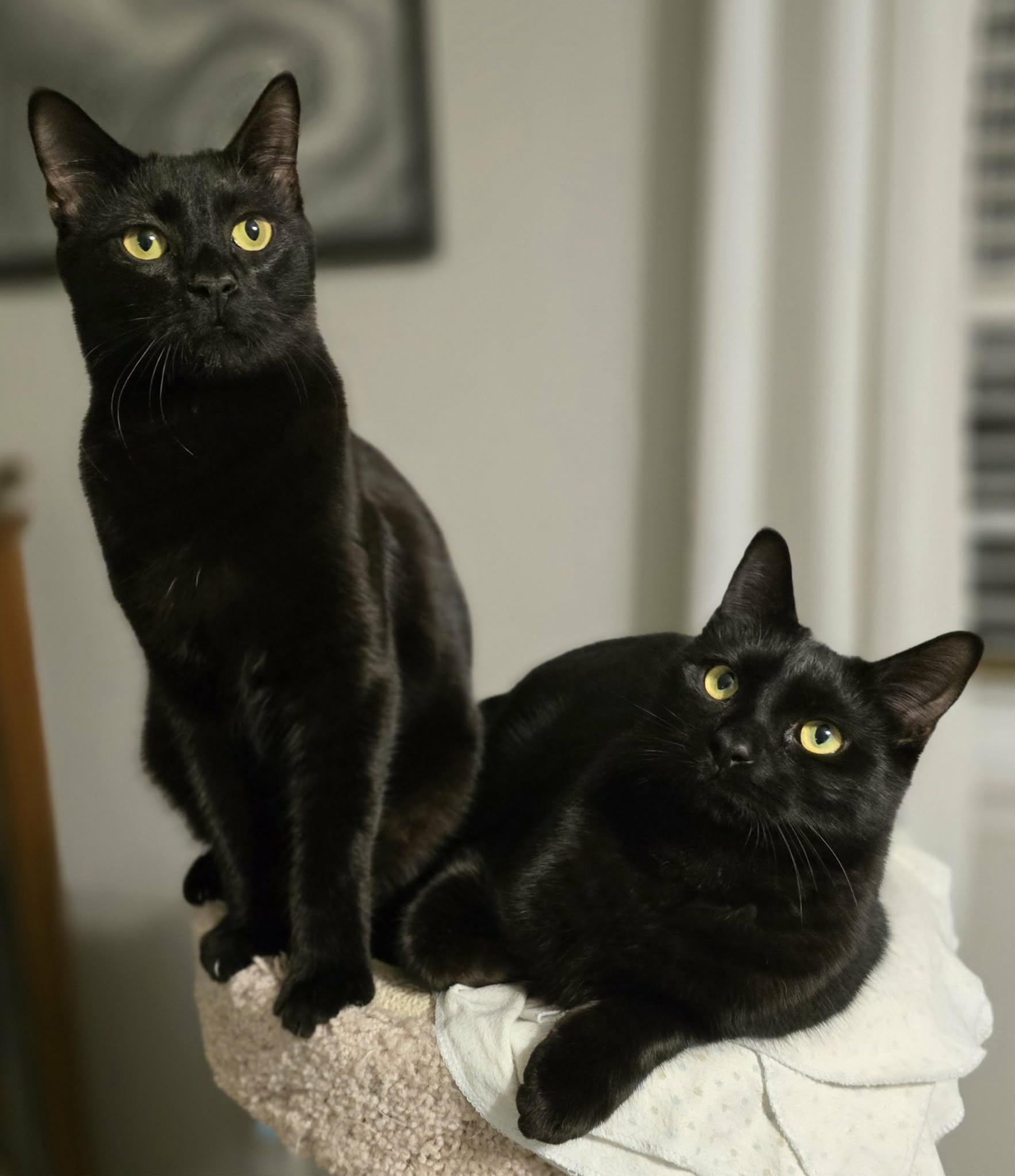 Enlarge Button, a Adoptable Domestic Short Hair in Conway, SC image 3/6