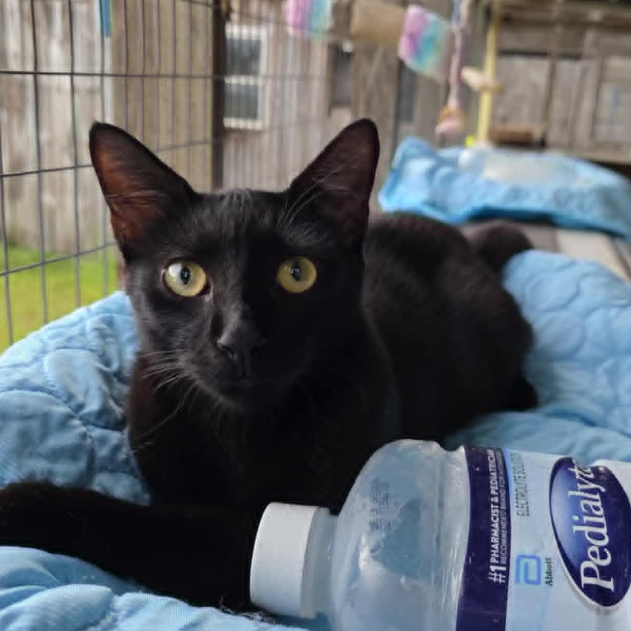 Button, Adoptable, Young Male Domestic Short Hair.