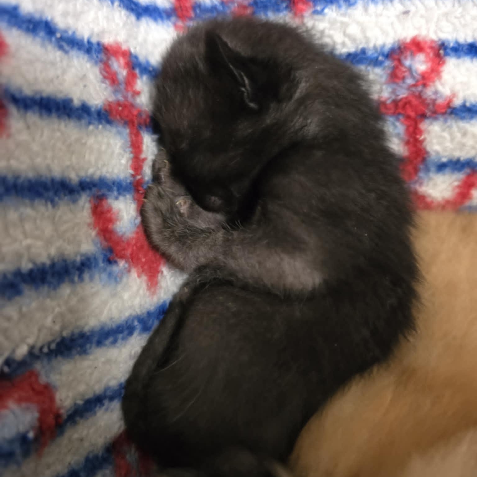 Button, a Adoptable Domestic Short Hair in Conway, SC image 6/6