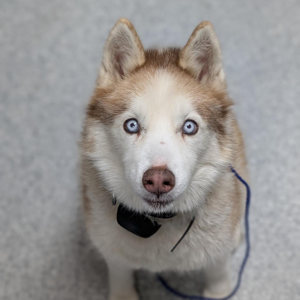 Enlarge Freya, a Adoptable Husky in Grand Rapids, MI image 1/1