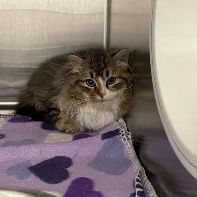 Bouffant, Adoptable, Kitten Female Domestic Long Hair.