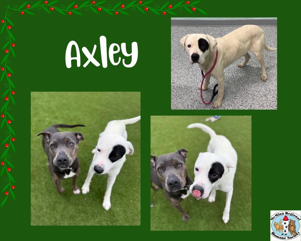 Enlarge Axley, a Adoptable mixed breed in Athens, TN image 1/5