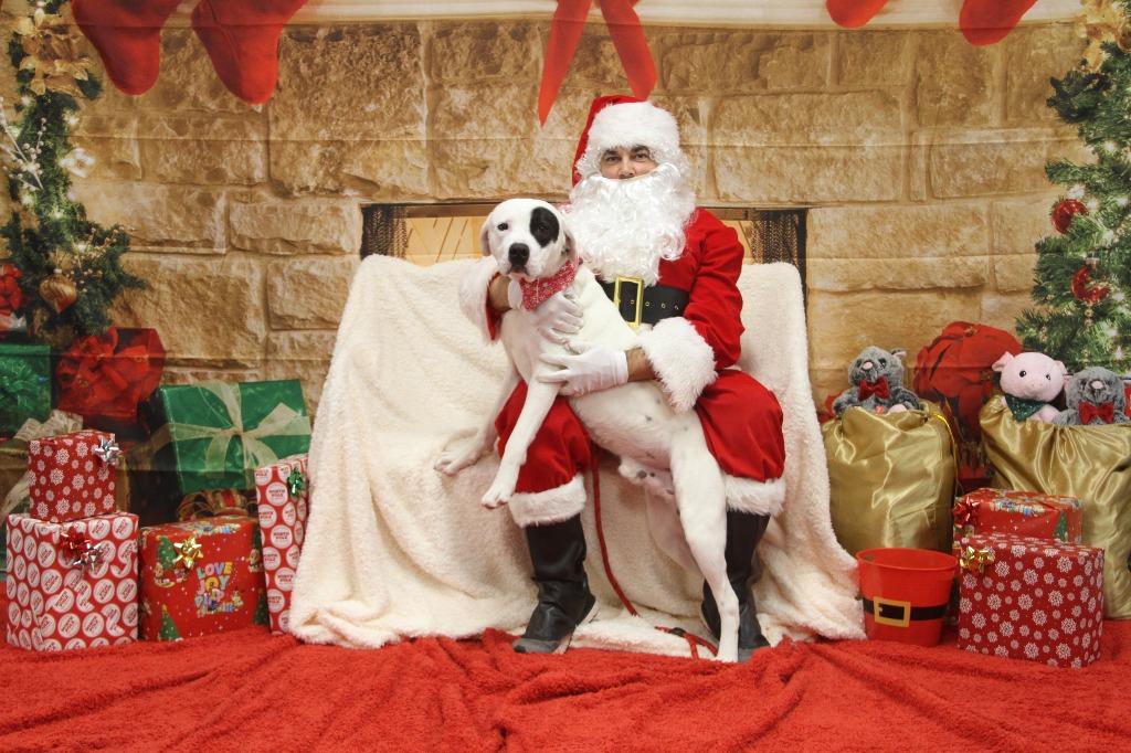 Enlarge Axley, a Adoptable mixed breed in Athens, TN image 2/5