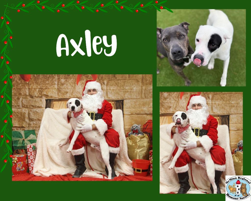 Enlarge Axley, a Adoptable mixed breed in Athens, TN image 3/5