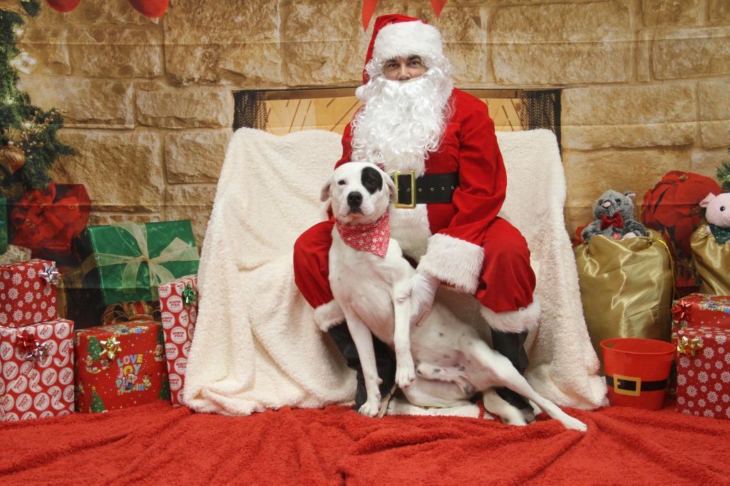 Enlarge Axley, a Adoptable mixed breed in Athens, TN image 4/5