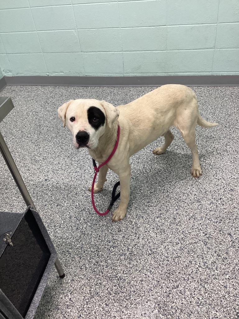 Enlarge Axley, a Adoptable mixed breed in Athens, TN image 5/5